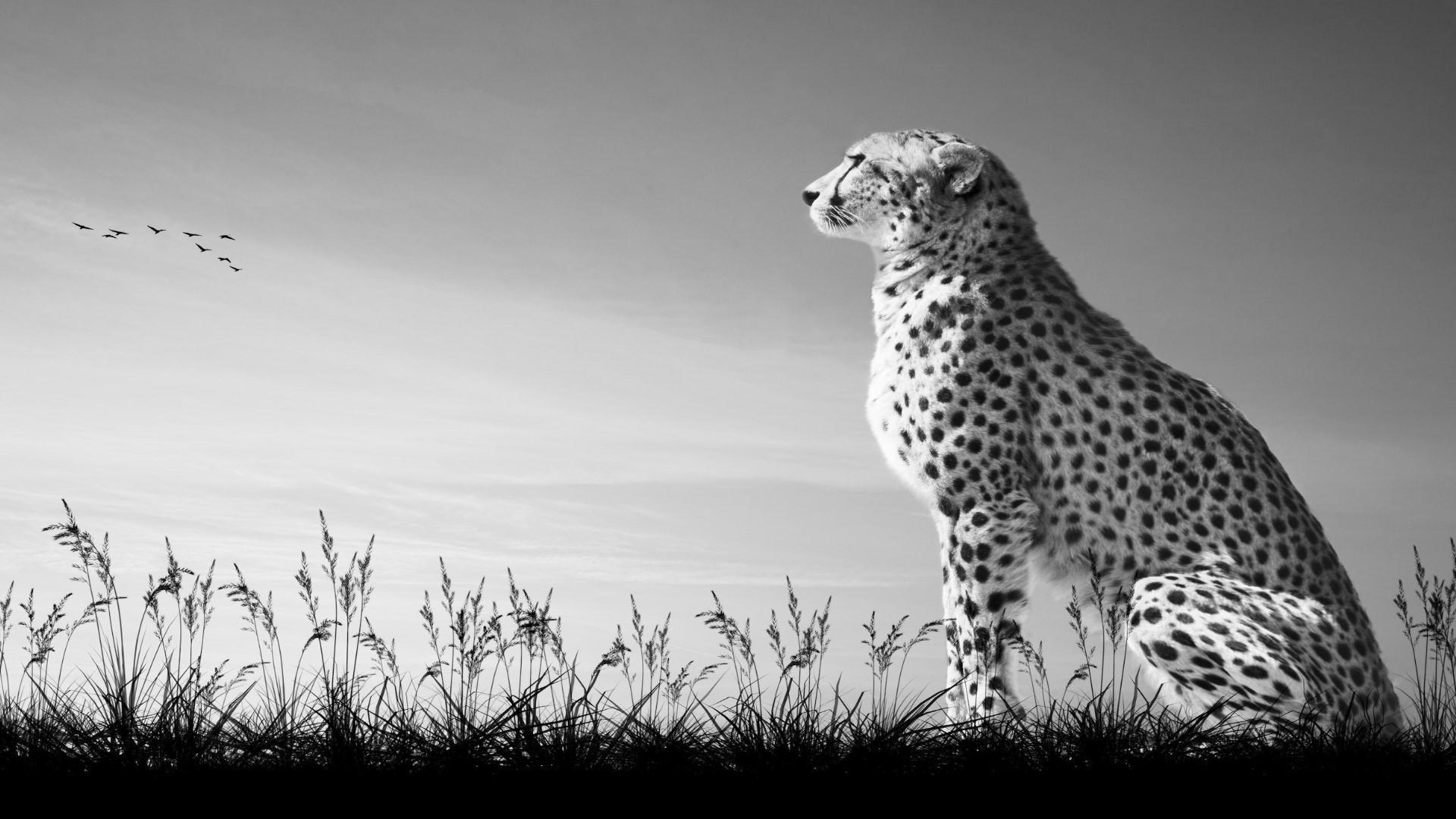 Cheetah Photography Wallpaper. Wallpaper Studio 10