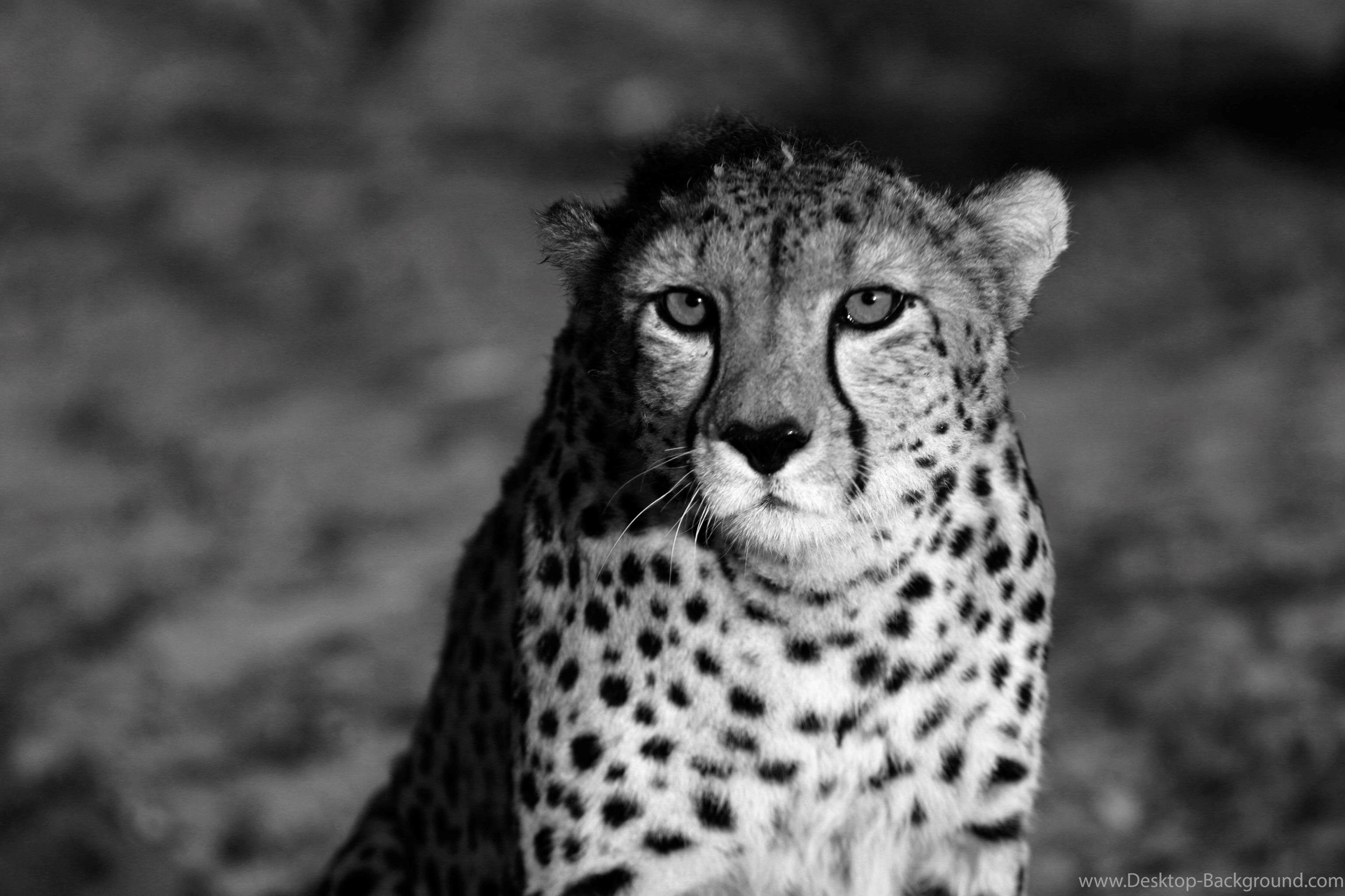 Black And White Cheetah Wallpaper Cheetah Image 2017