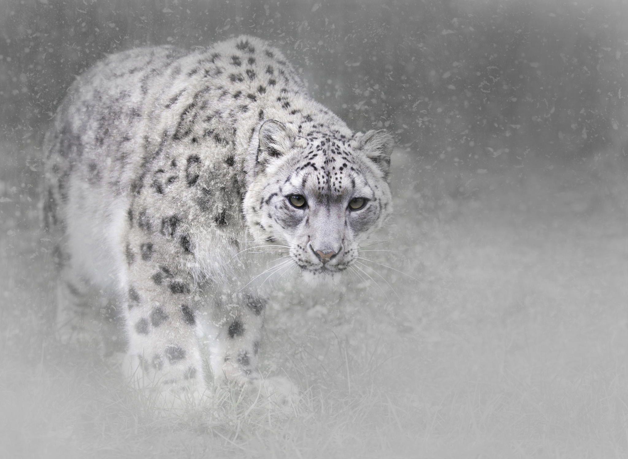 Snow Leopard HD Wallpaper and Background Image