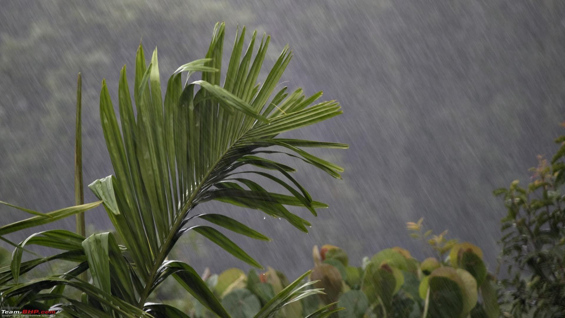Forces of Nature: Beauty Rain Cute Monsoon Green Kerala Leaf Nature
