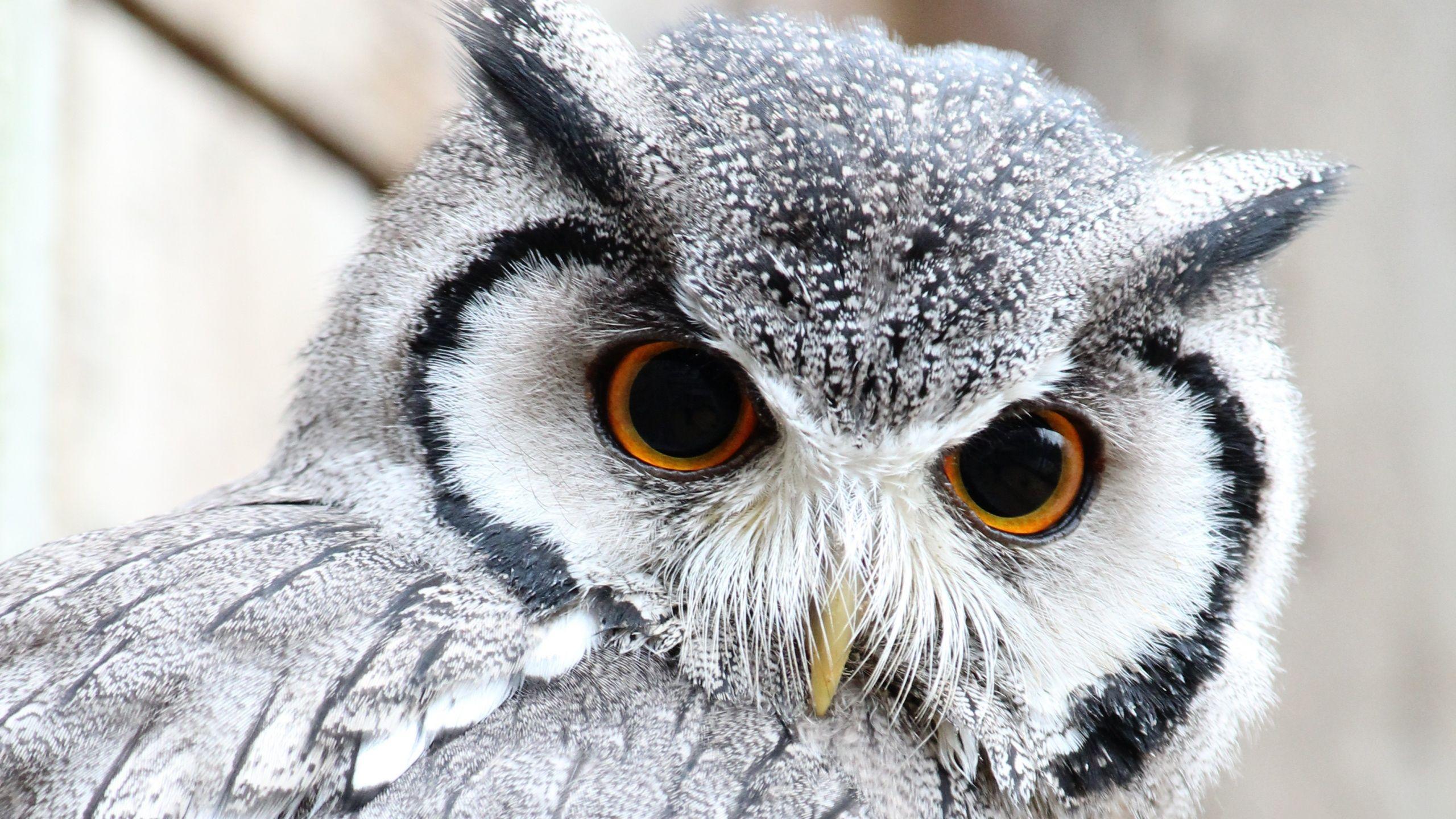Wallpaper.wiki HD Cute Owl Background PIC