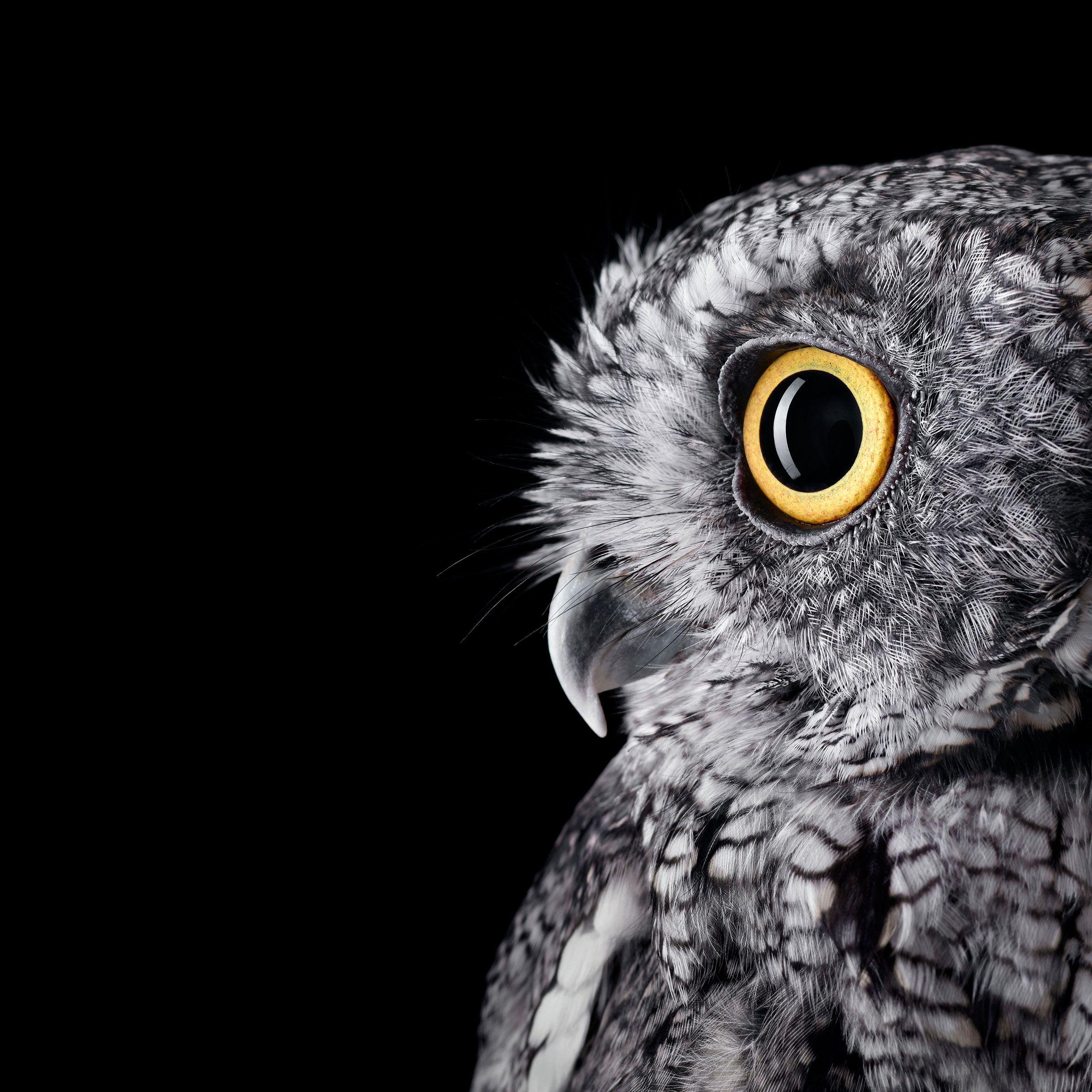 I formatted the Surface Studio Owl wallpaper for your Surface