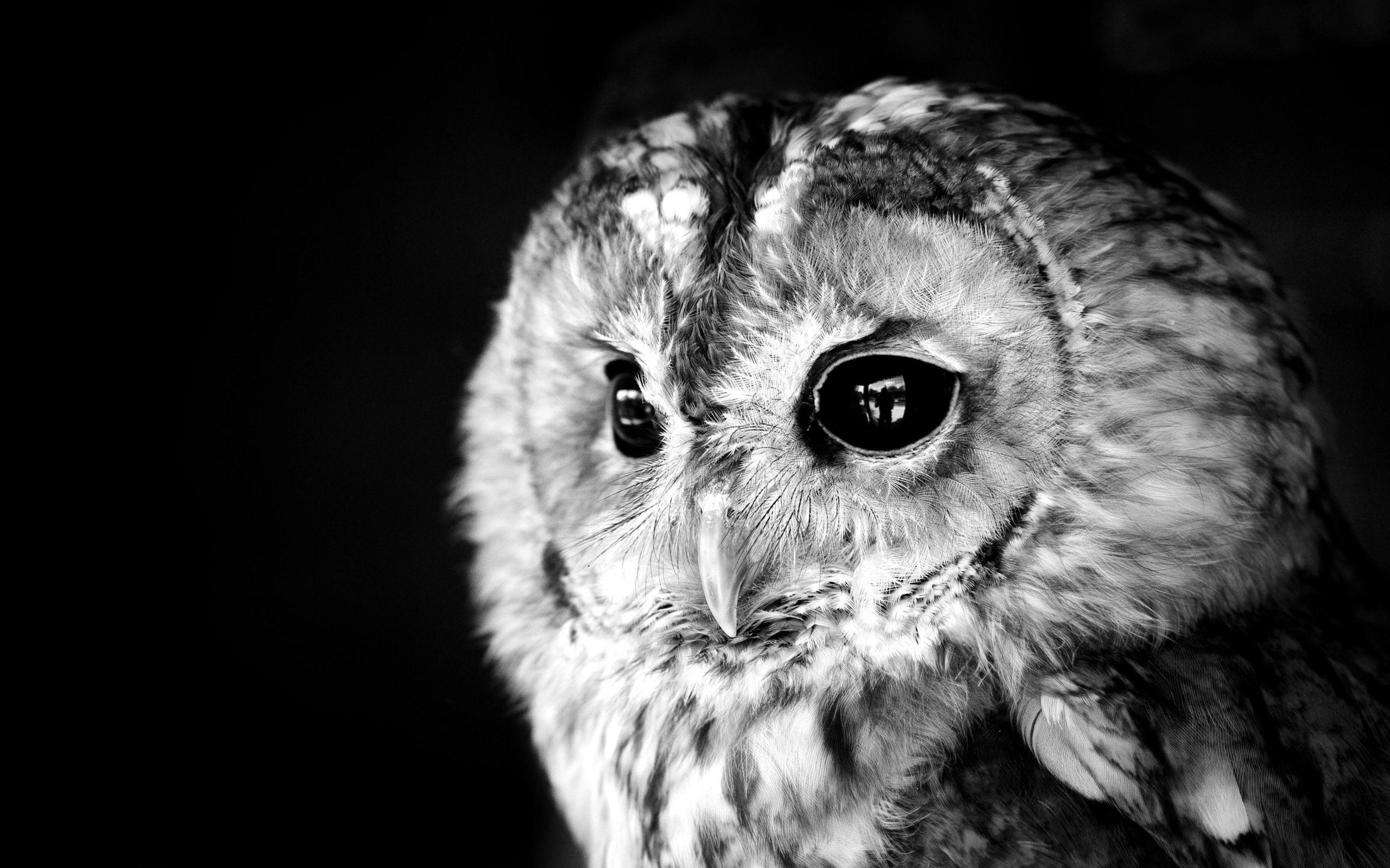 Monochrome Owl Face Wallpaper Background 62954 2560x1600 px