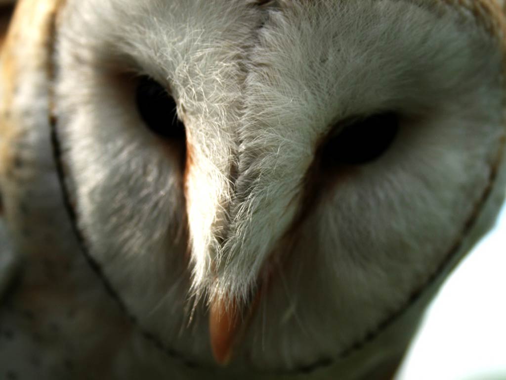 Barn Owl Wallpaper and background