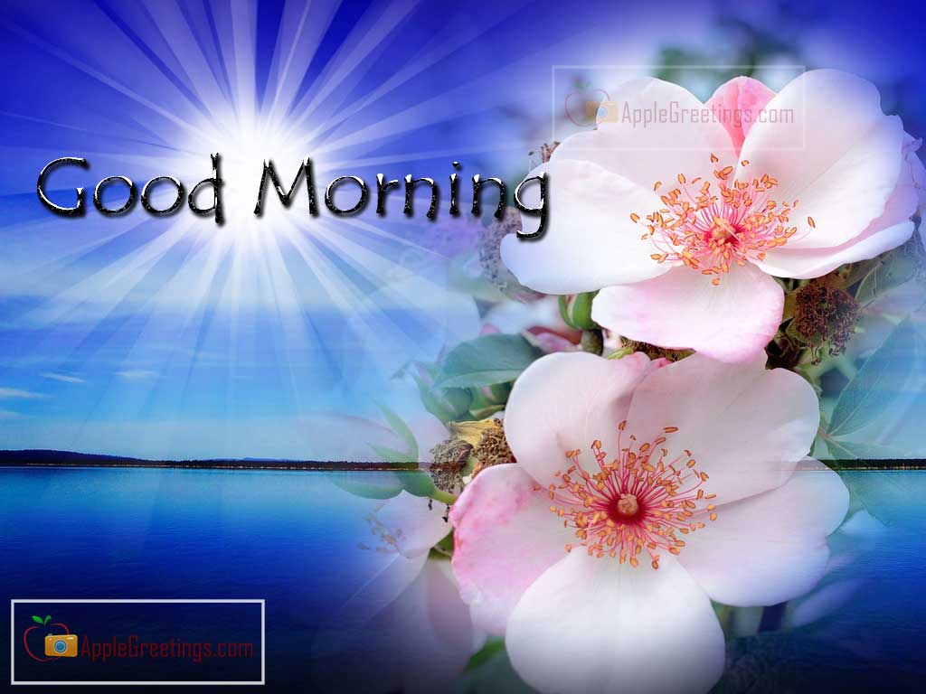 Good Morning Greetings With Flowers (J 100 1) (ID=1297
