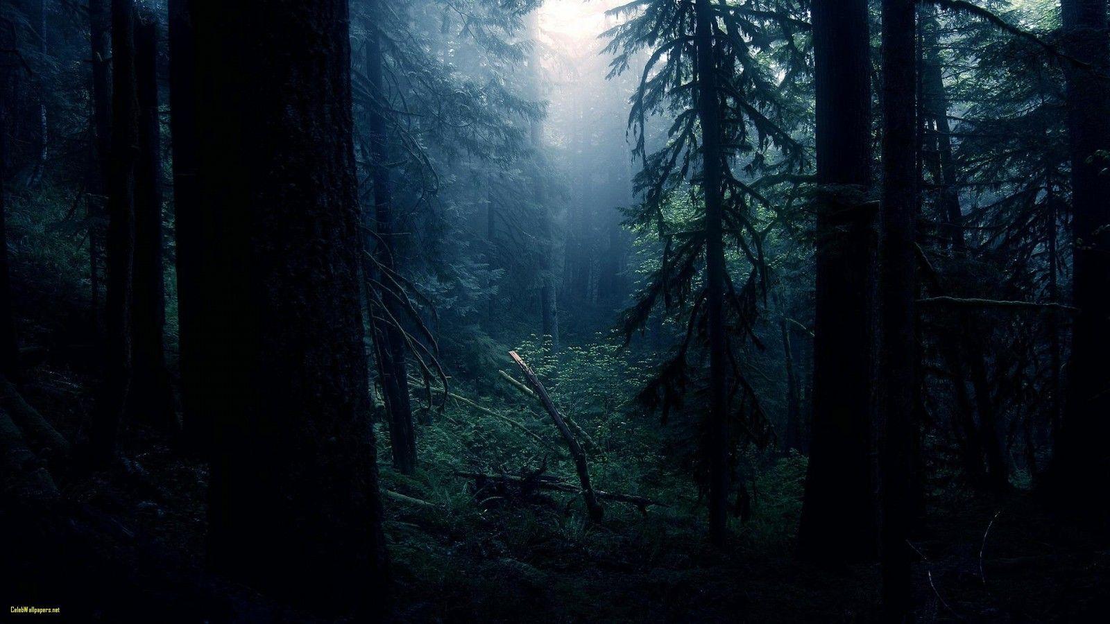 Dark Forest HD Wallpapers - Wallpaper Cave