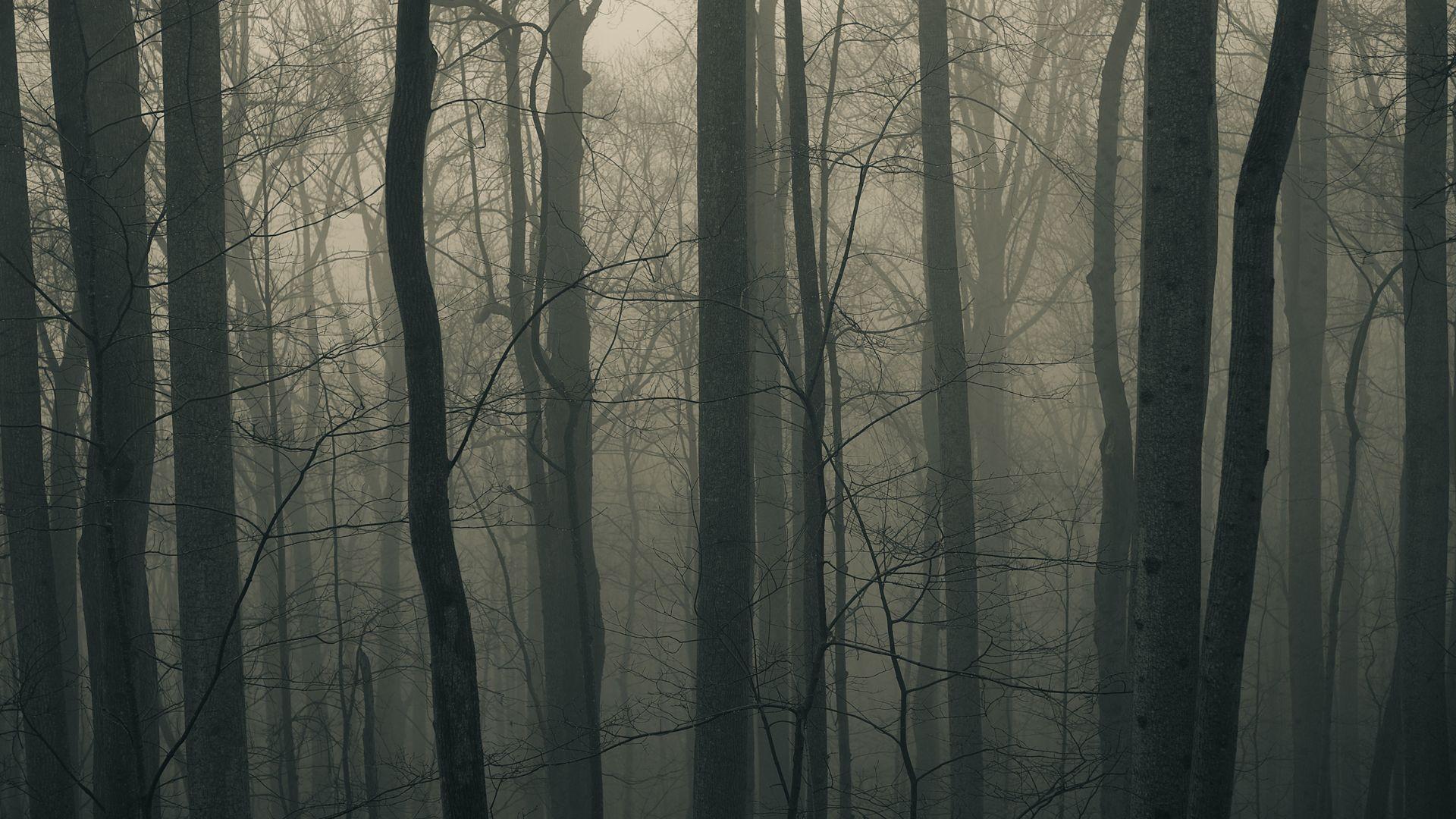 Dark Forest HD Wallpaperx1080