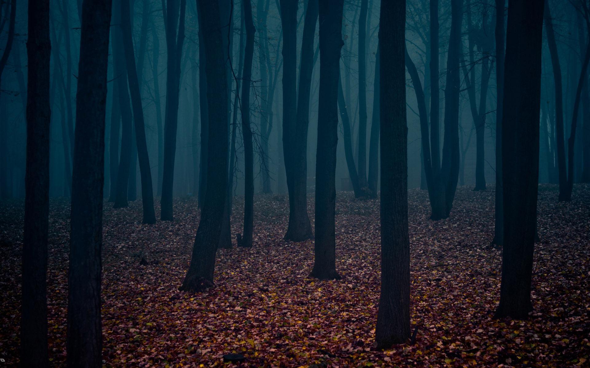 Lonely Dark Forest HD wallpaper