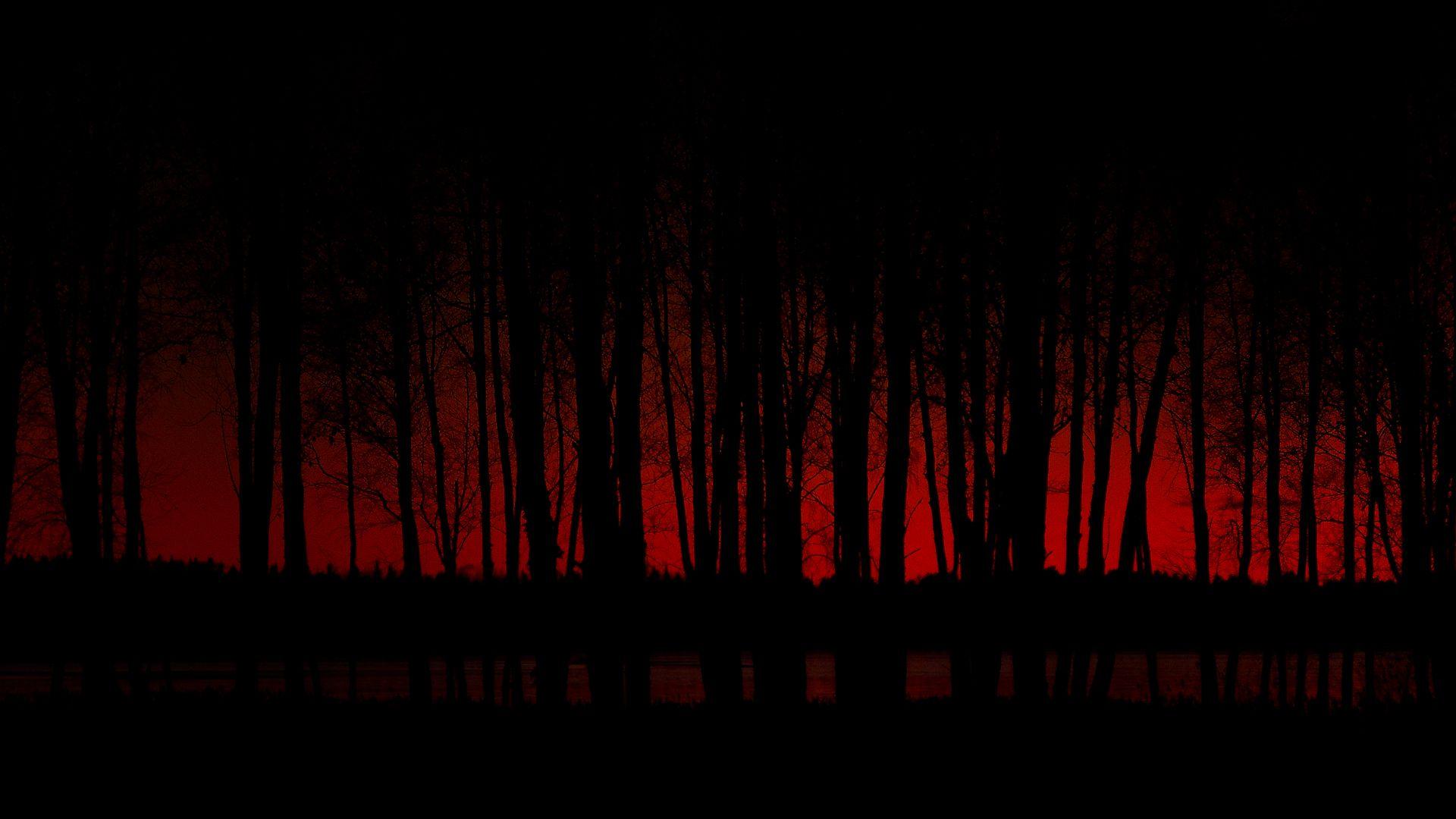 Night Forest Desktop Background. HD Wallpaper Computer Wallpaper