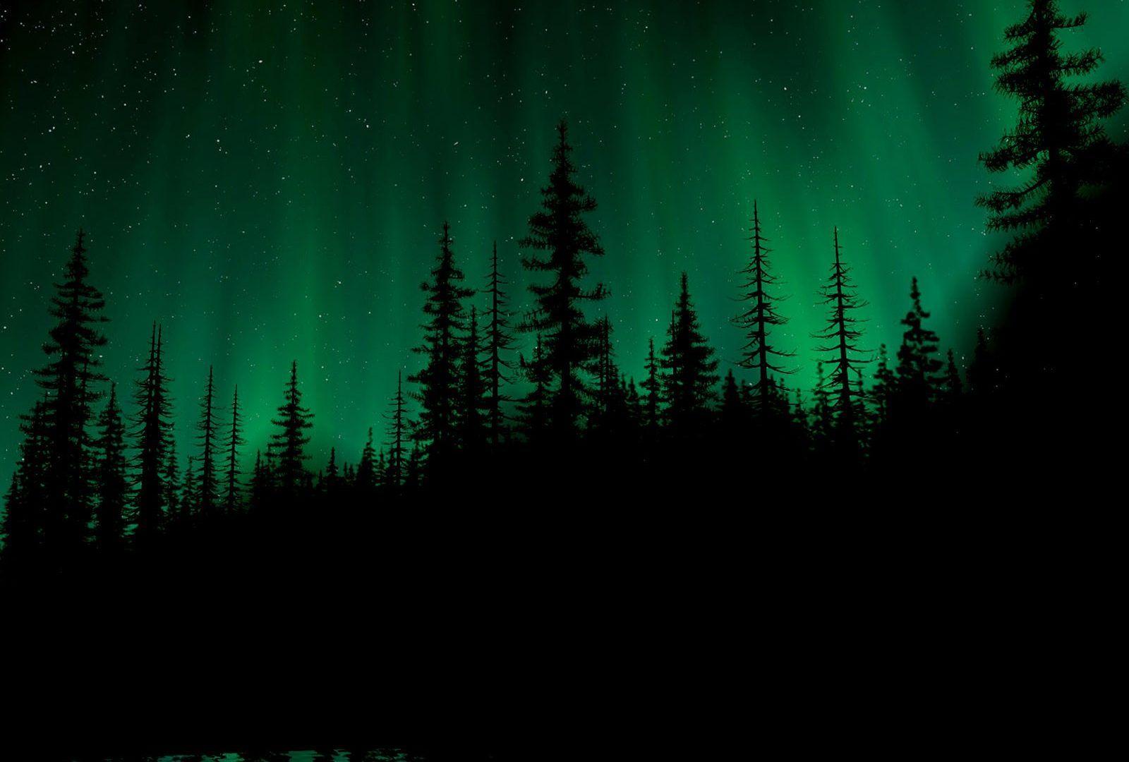 Forests Aurora Dark Forest HD Wallpaper Forests for HD 16:9 High