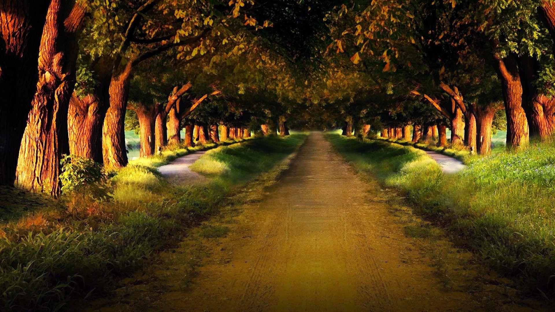 Nature HD Image Wallpaper road garden avenue ranks track mysterious