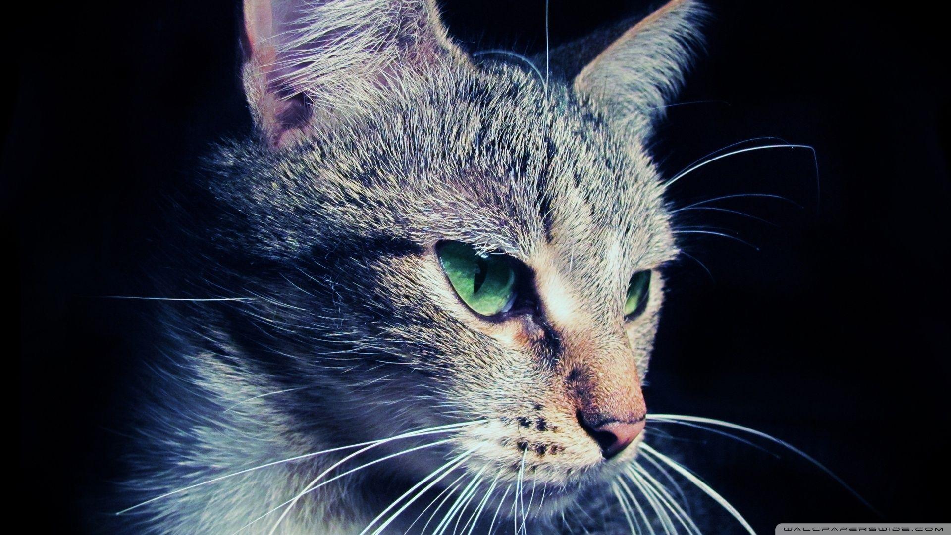 Mysterious Cat ❤ 4K HD Desktop Wallpaper for 4K Ultra HD TV