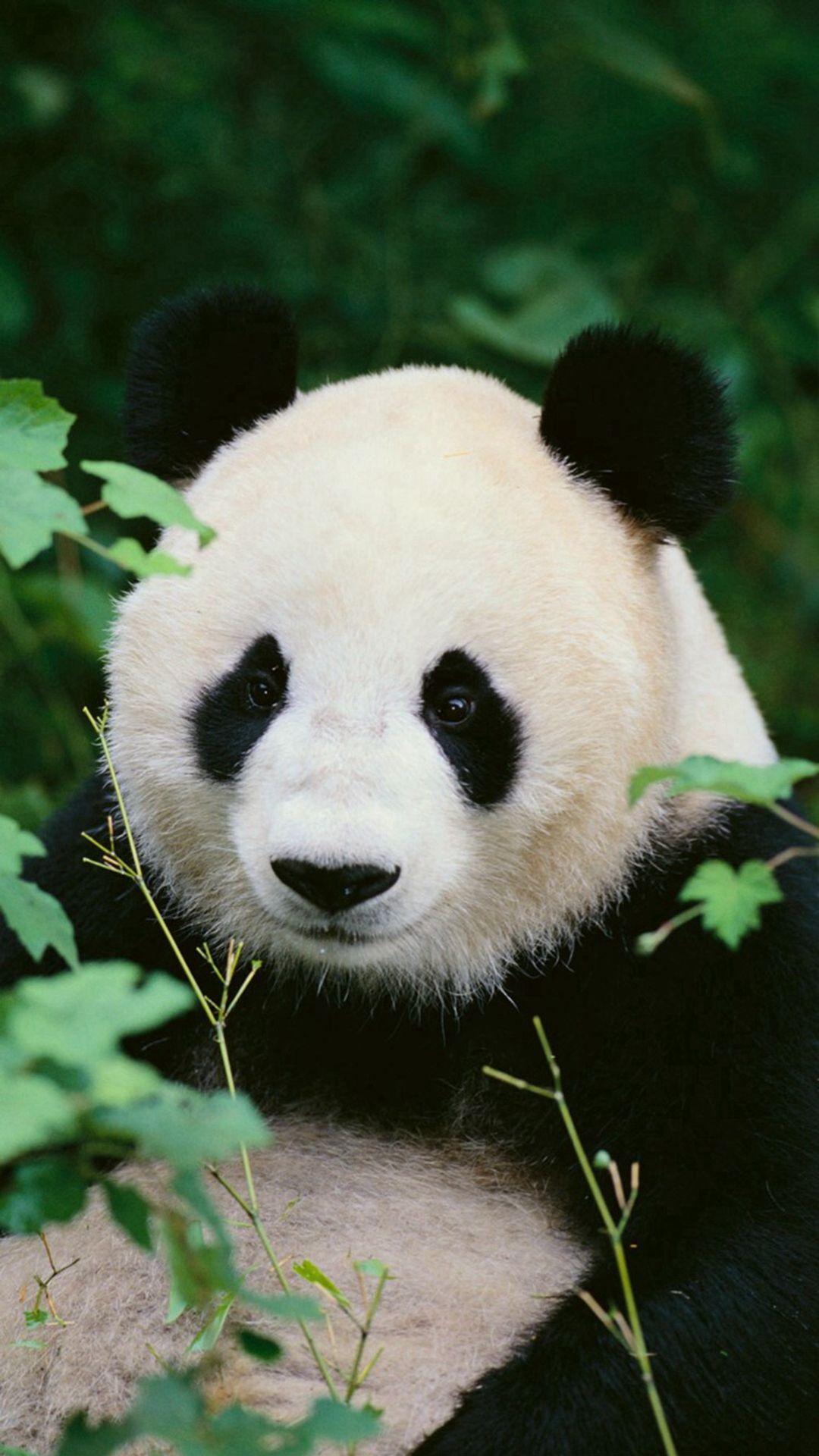 Panda Woods Nature iPhone 6 wallpaper. животни. Panda