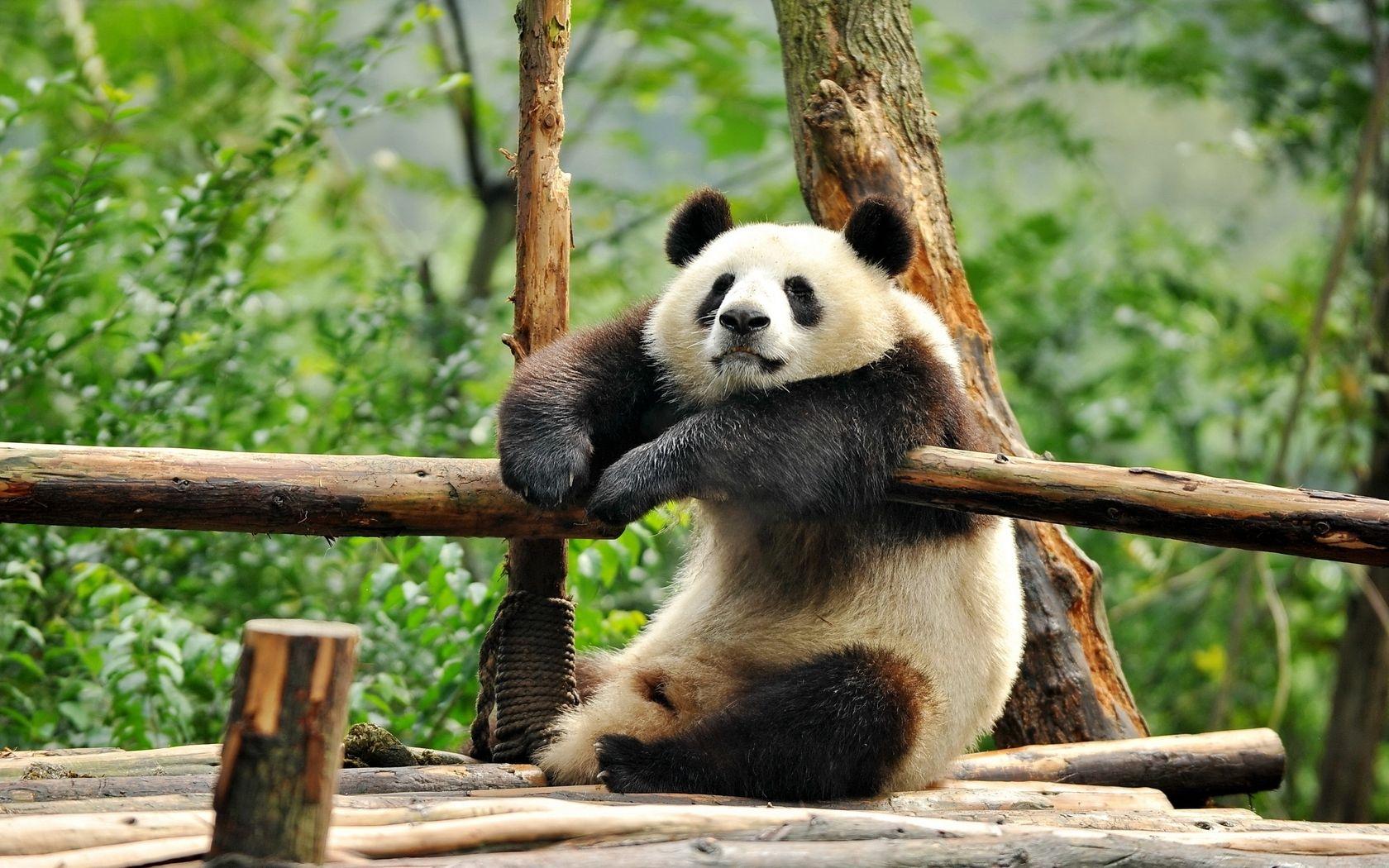 Panda Bear. Panda. Panda, Bears and Animal