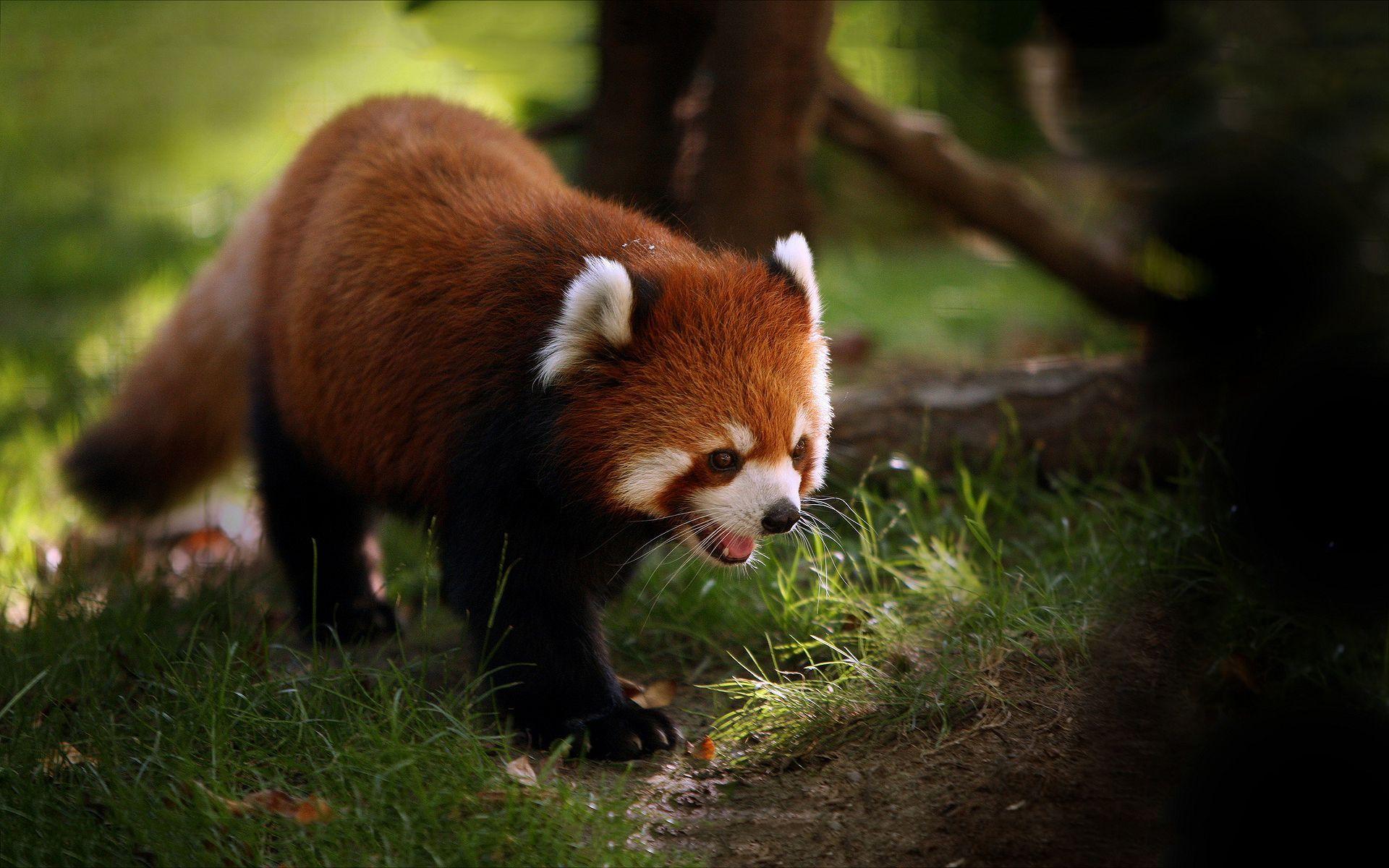 Cute red panda Wallpaper. Picture. Red Pandas. Red