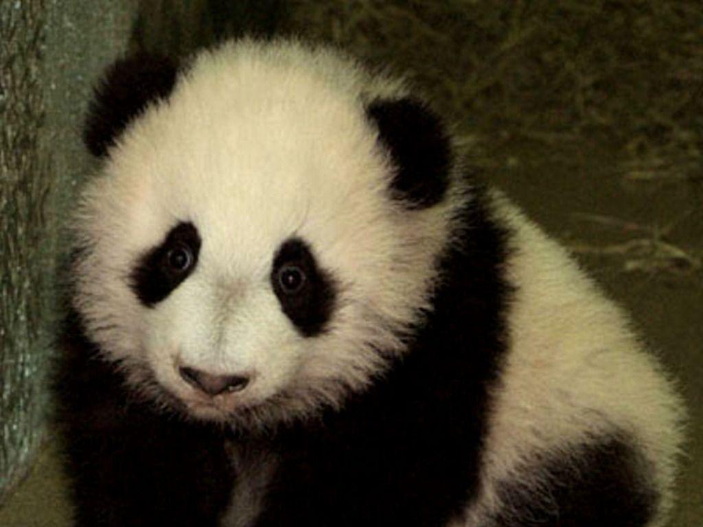 baby picture of pandas. Free Baby Panda!! Wallpaper