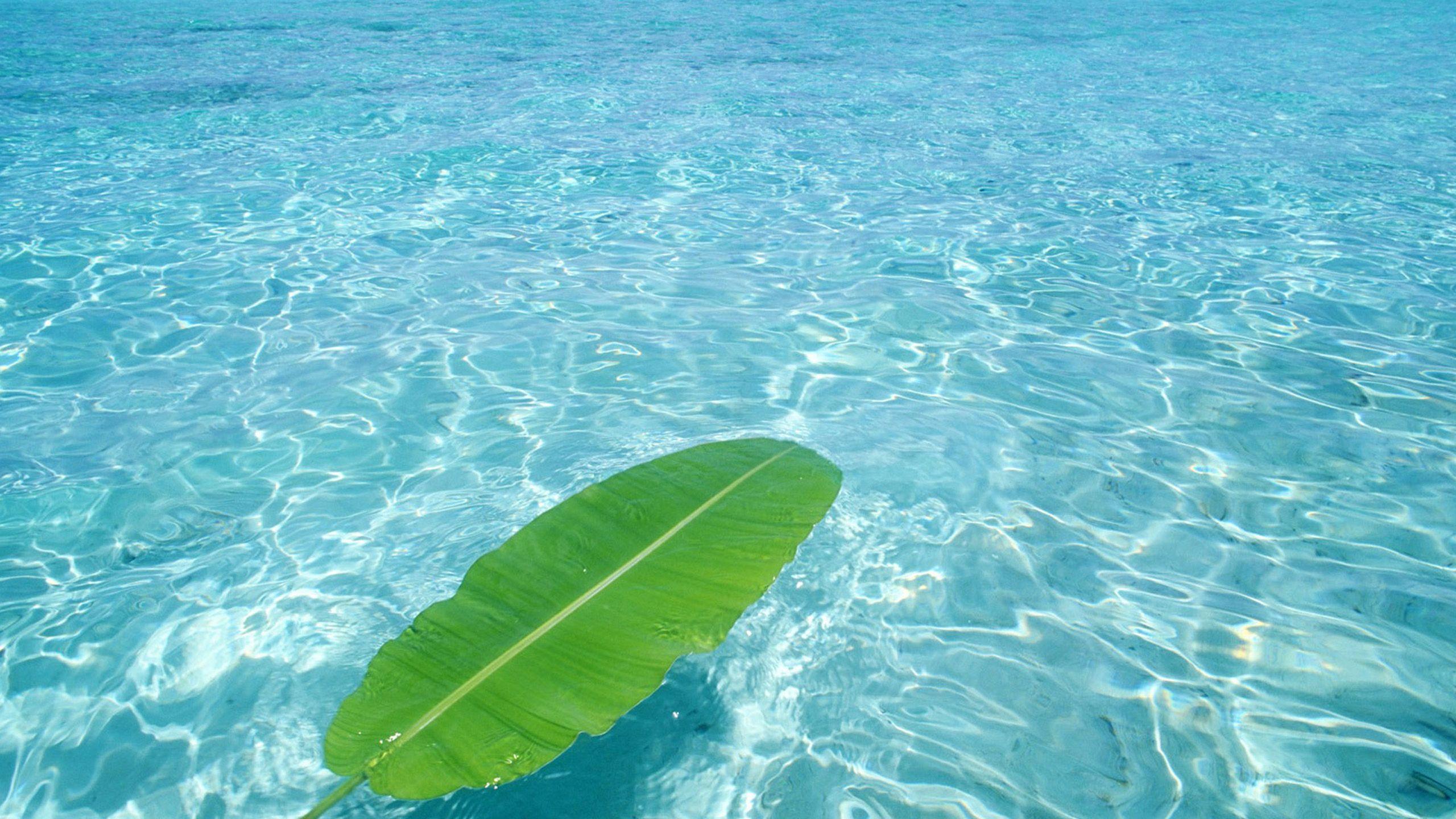 natural beauty wallpaper HD. sekspic.com: Free image hosting