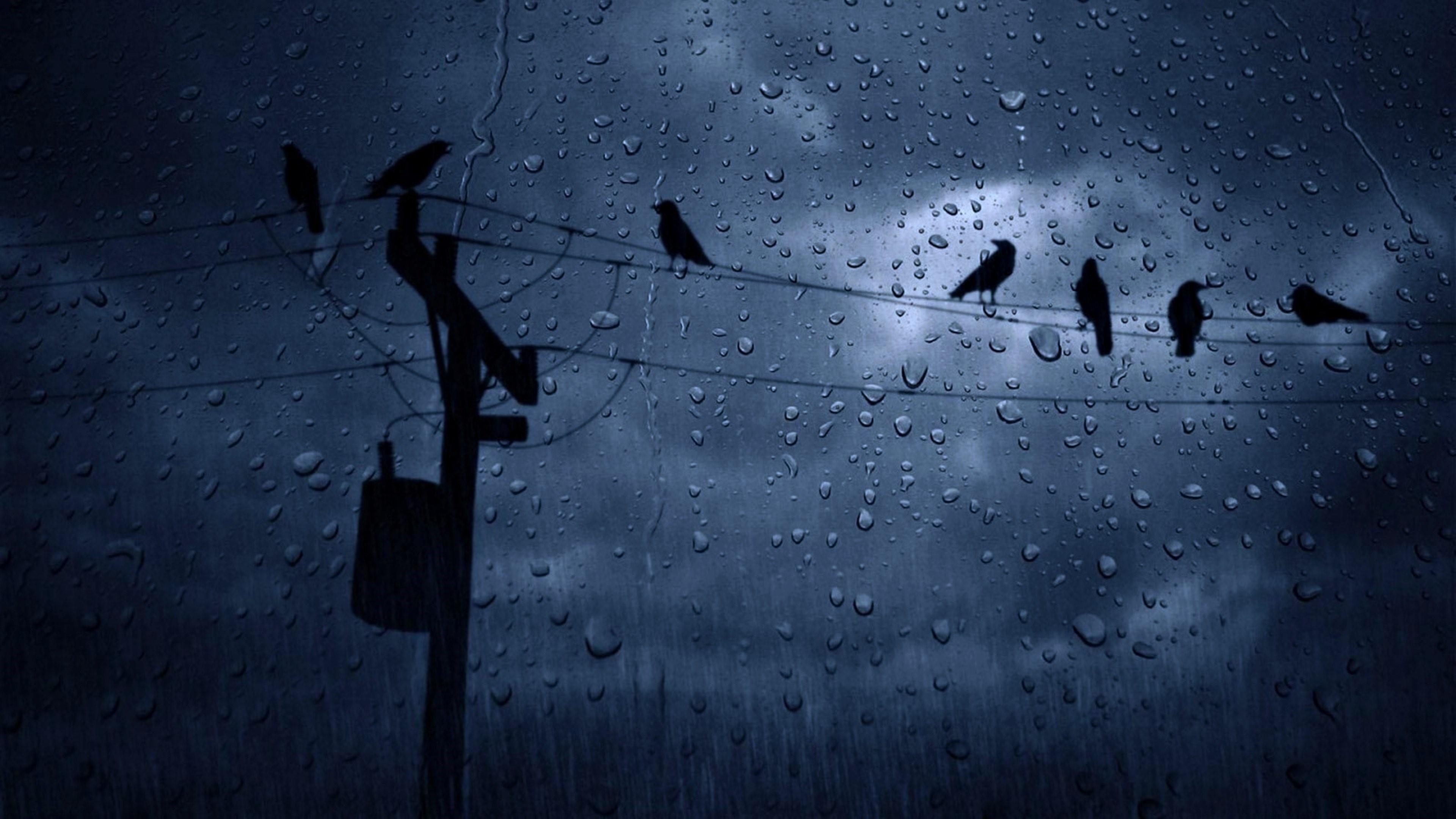 Crows In The Rain Wallpaper. Wallpaper Studio 10