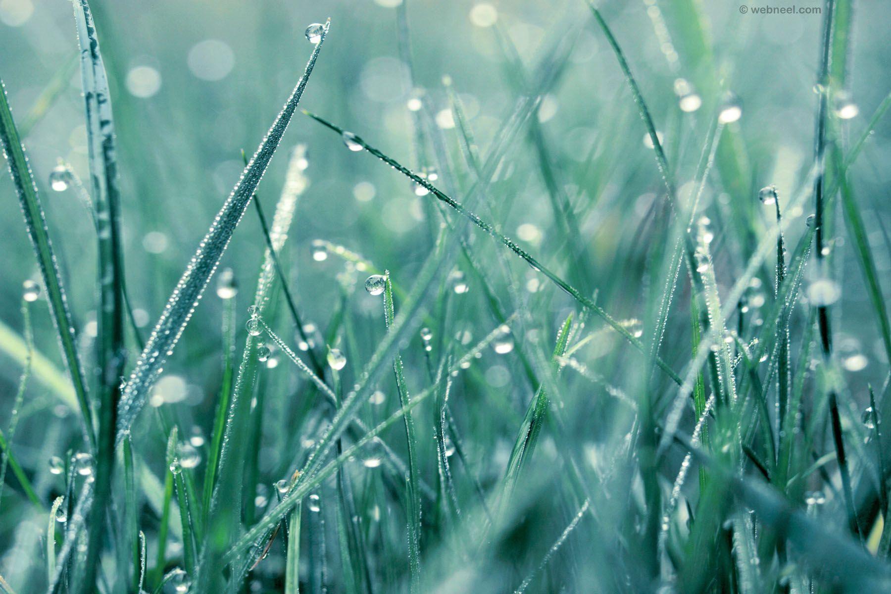 Beautiful Rain Wallpaper for your desktop mobile and tablet