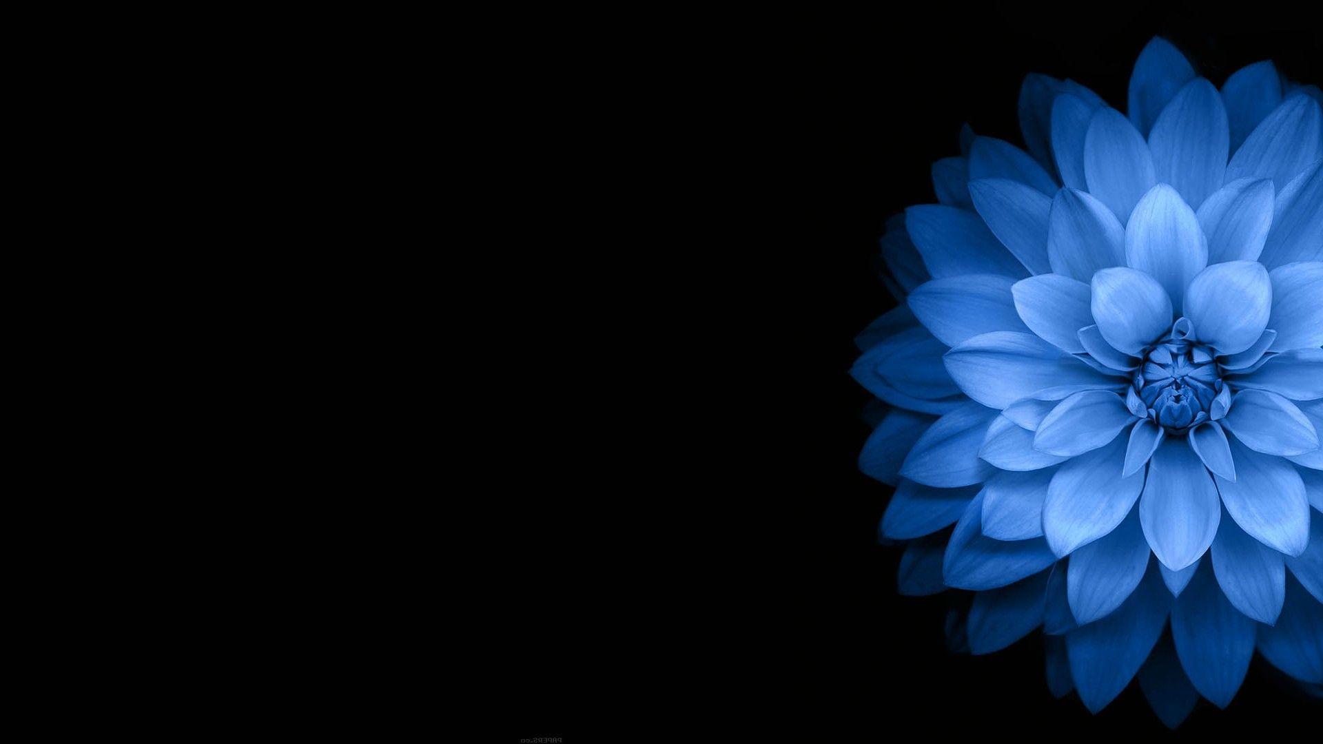 flowers, Blue, Black, Dark Wallpaper HD / Desktop and Mobile