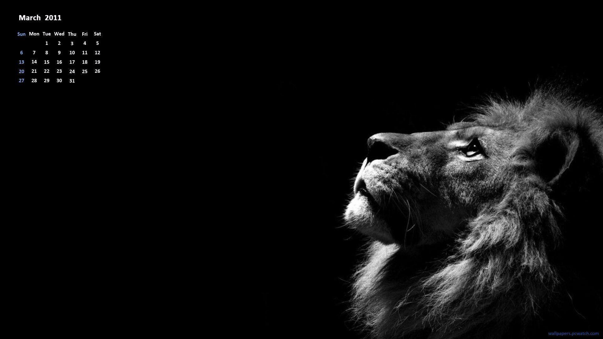Lion Black Background