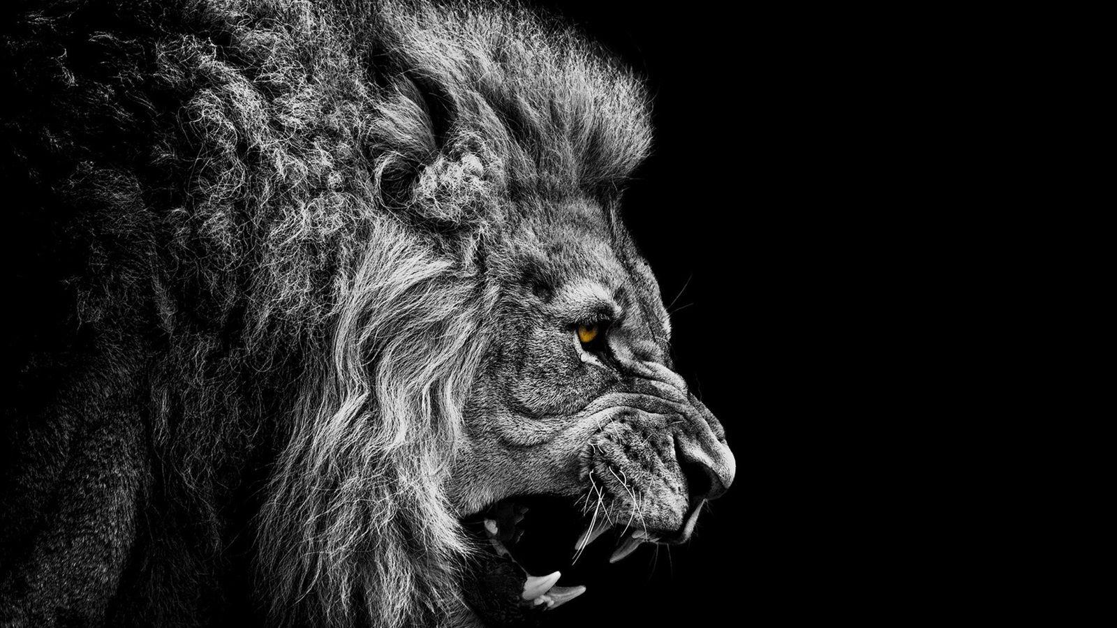 Lion In Black Background HD Wallpaper