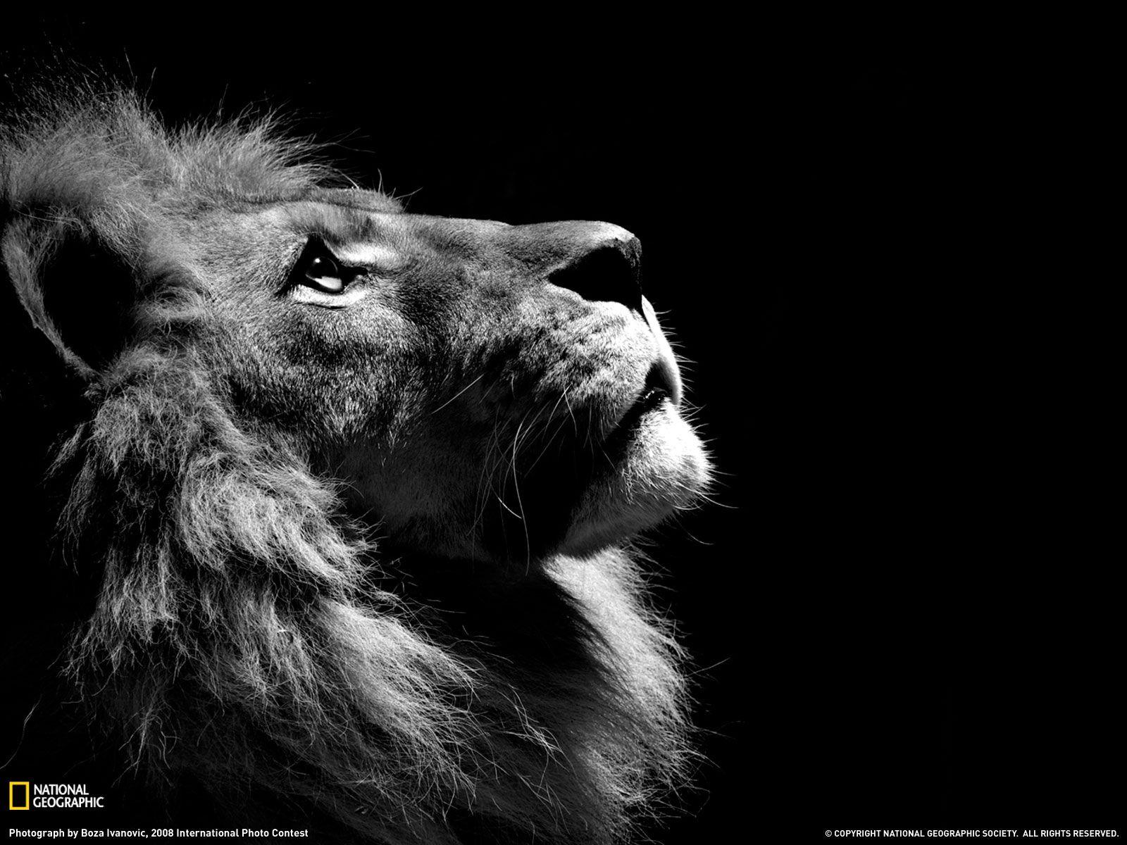 Download wallpaper: lion on black background, download photo