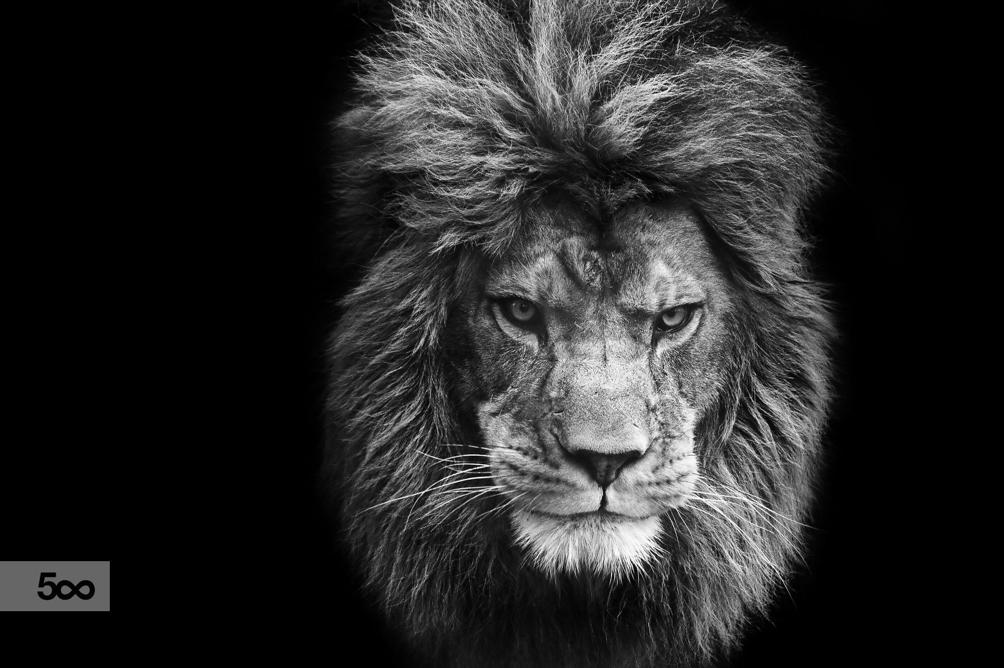 Eye catching portrait of male lion on black background in monochrome