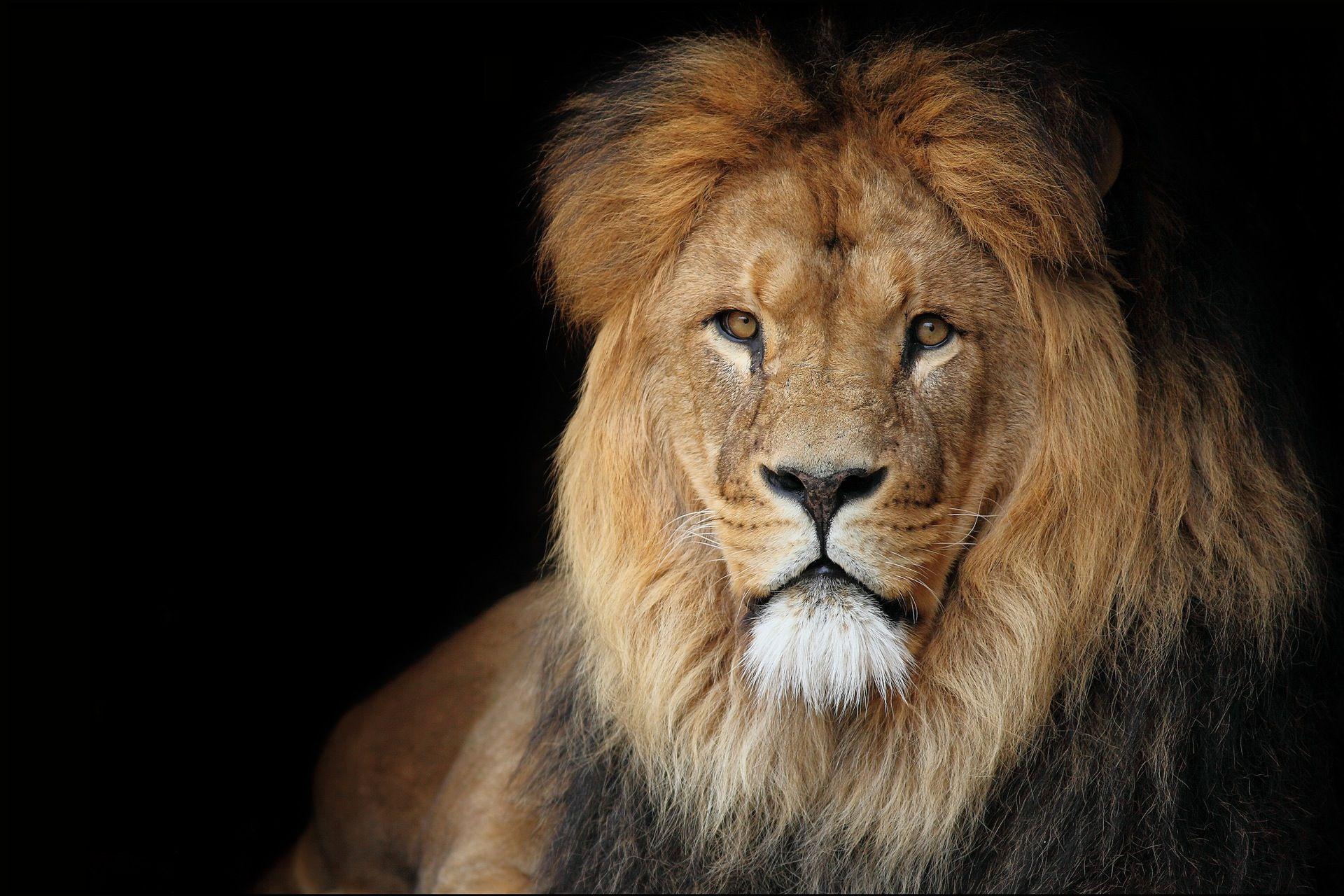 Download wallpaper: photo lion on black background, download