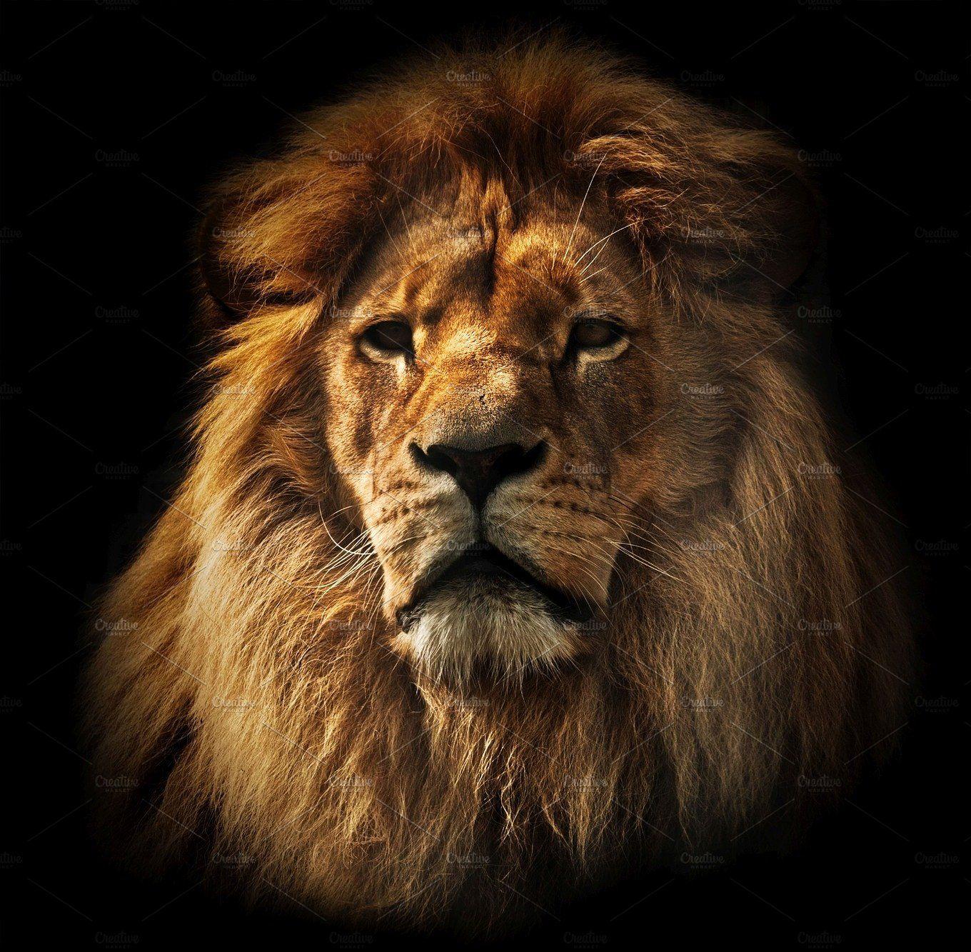 Lion portrait on black background Animal Photo Creative Market