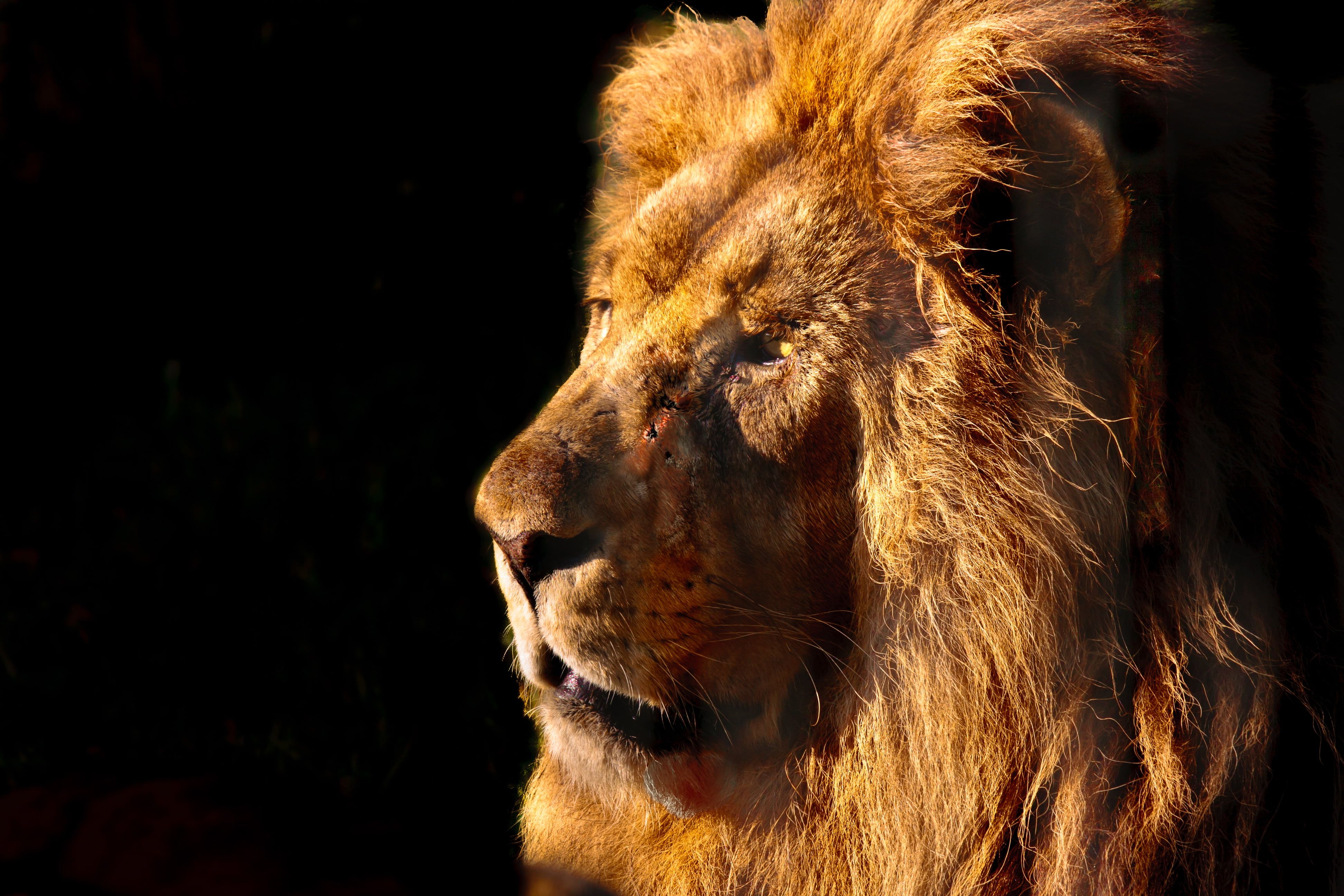 Brown lion in close up photography with black background HD