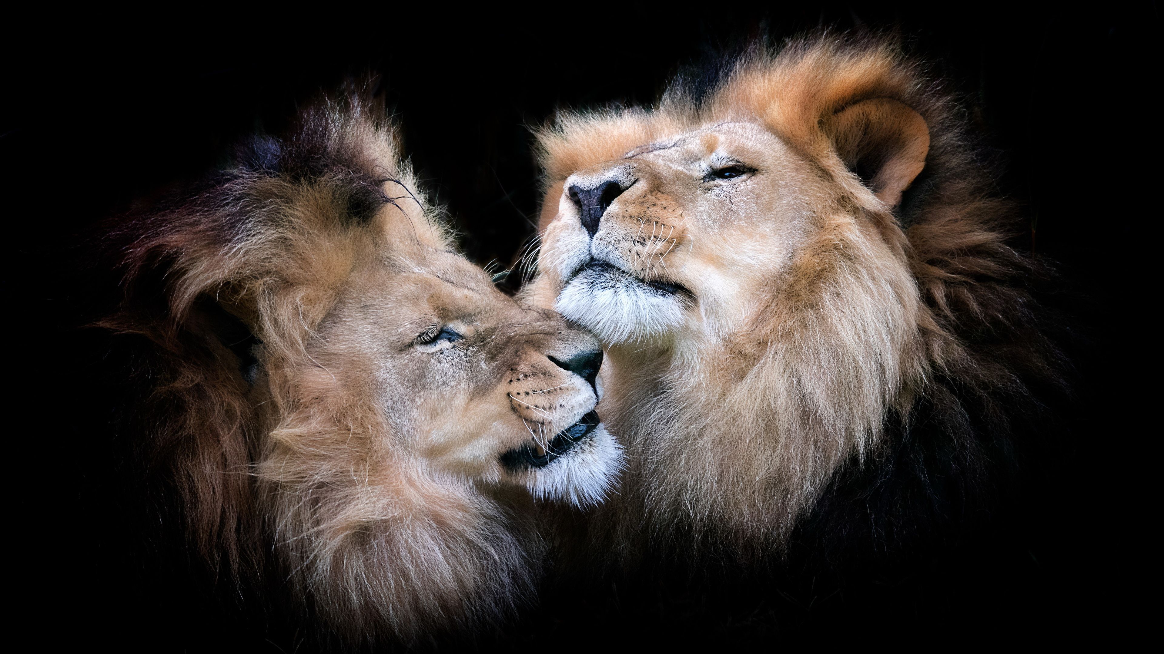 Photos Lions Two Head Animals Black background 3840x2160