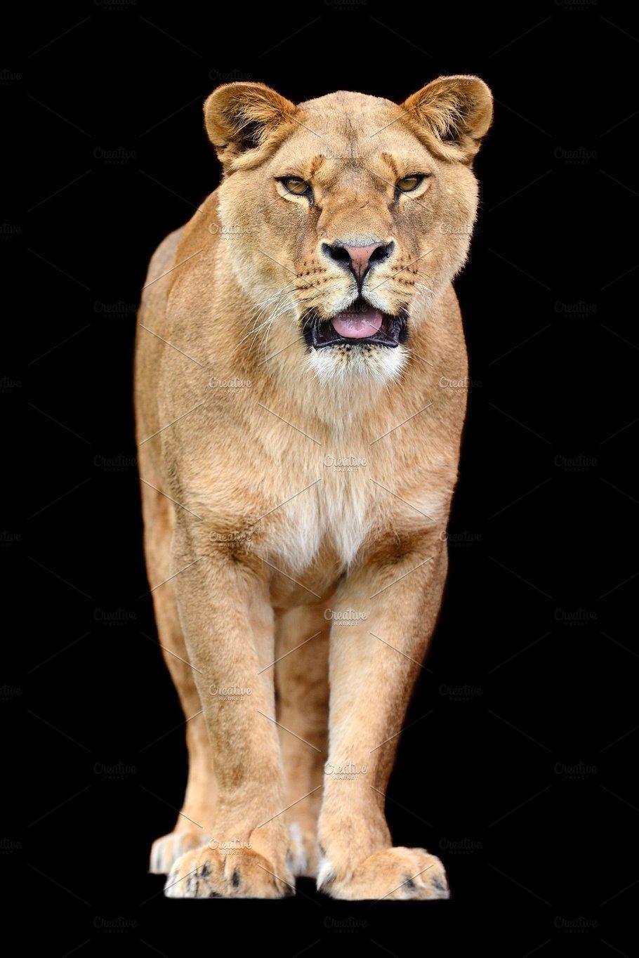 Lion on black background Animal Photo Creative Market