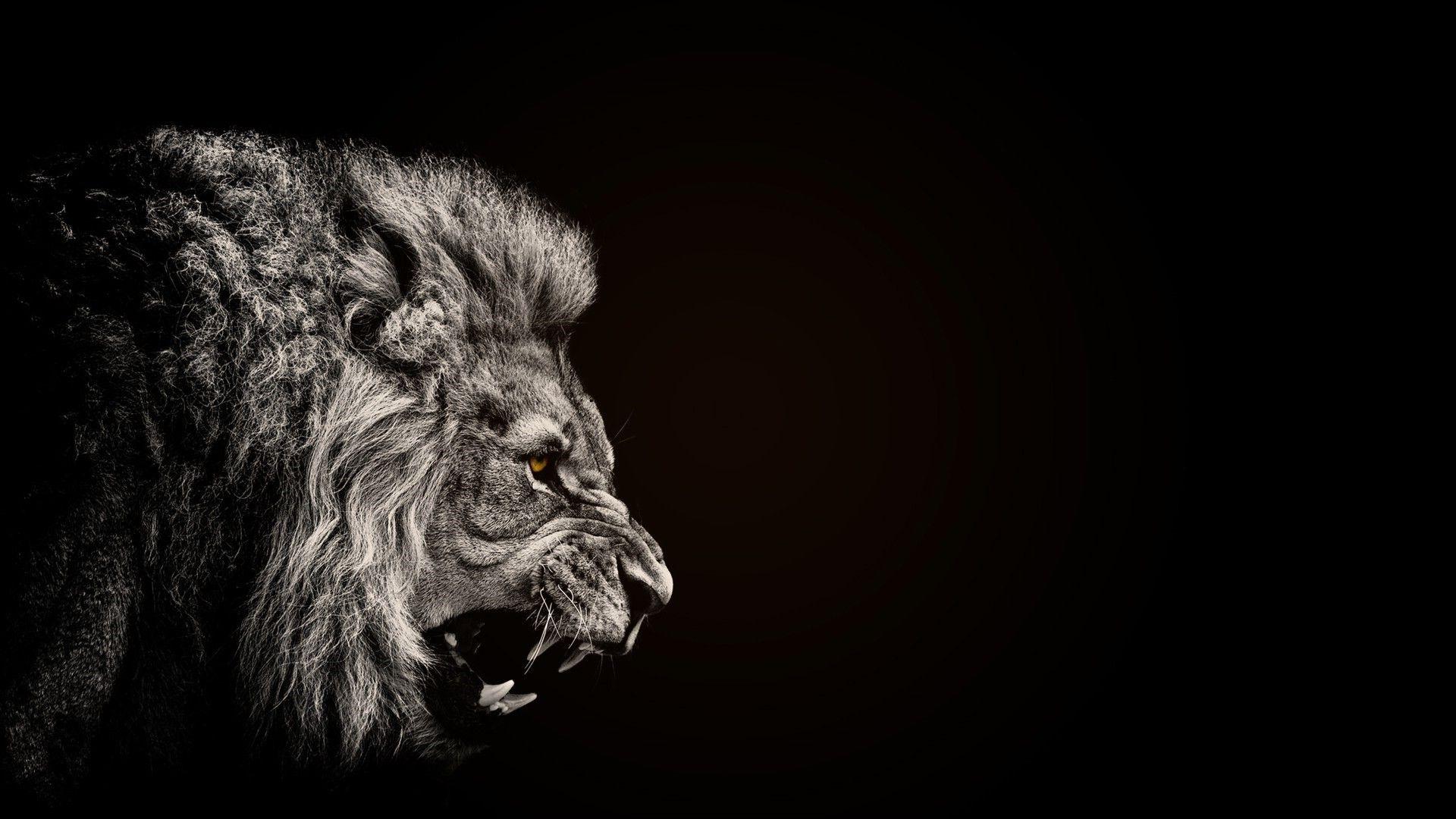 animals lion black wallpaper and background
