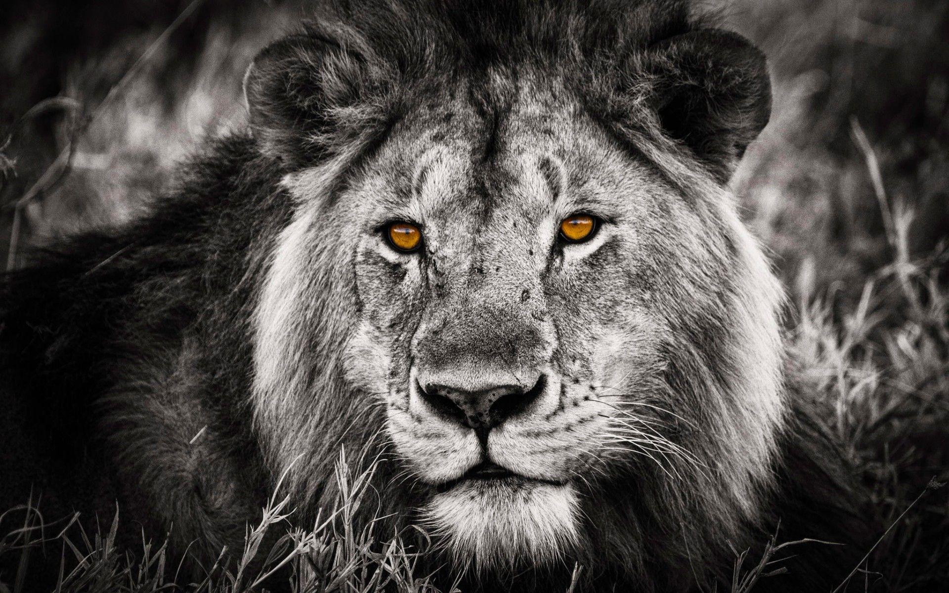 Free Lion Black And White Background