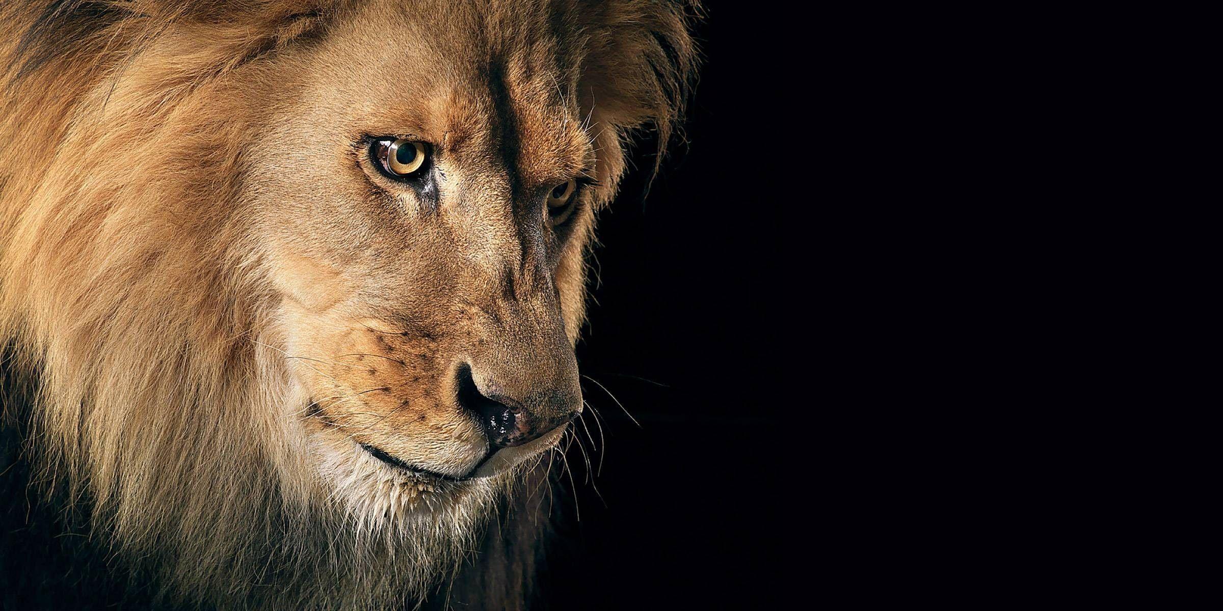 animals lions black background 2400x1200 wallpaper High Quality