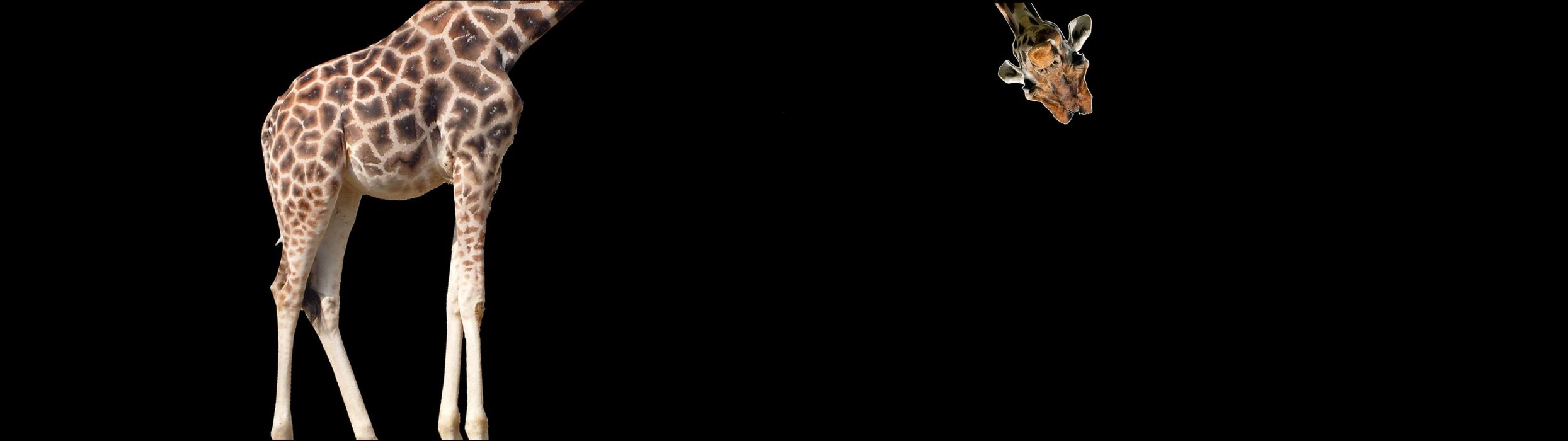 Humor humour giraffe dual monitor screen drole lol mdr wallpaper