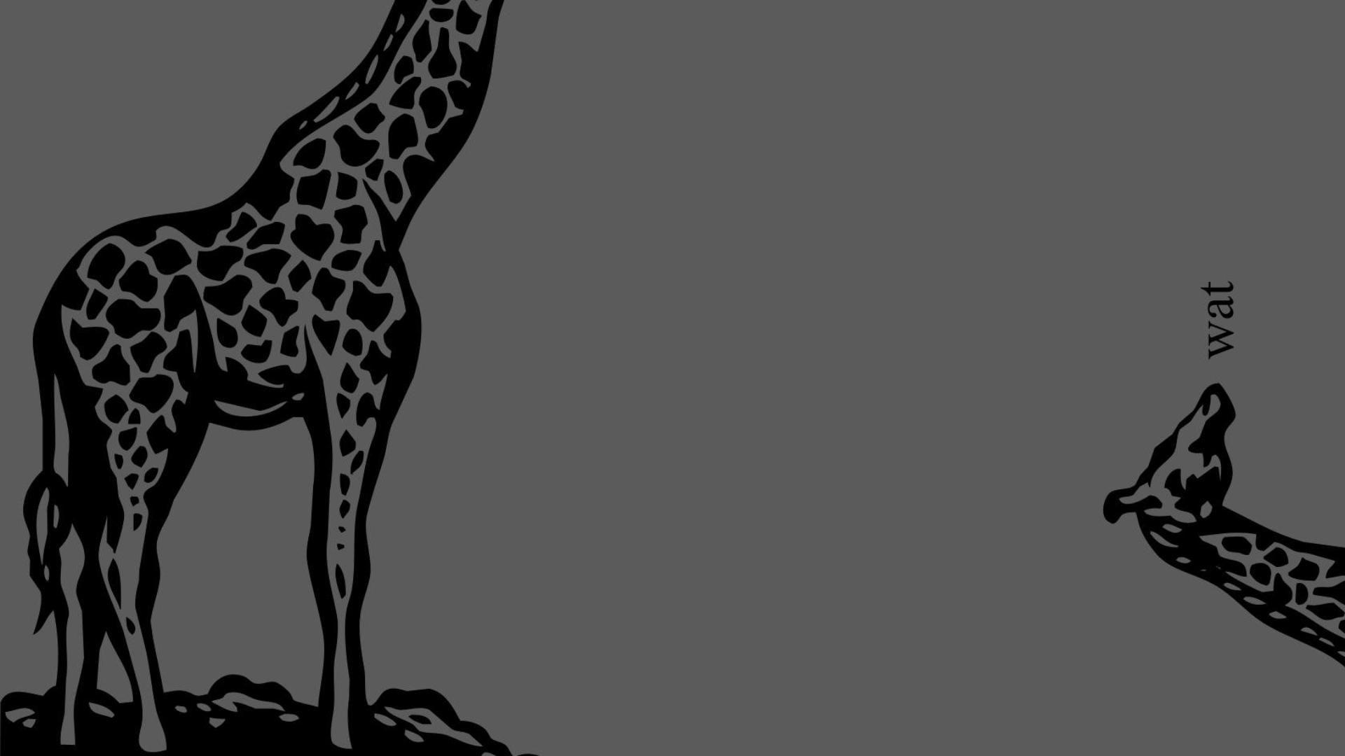 wat #Giraffe [Humour] #desktop #wallpaper #funny. wallpaper