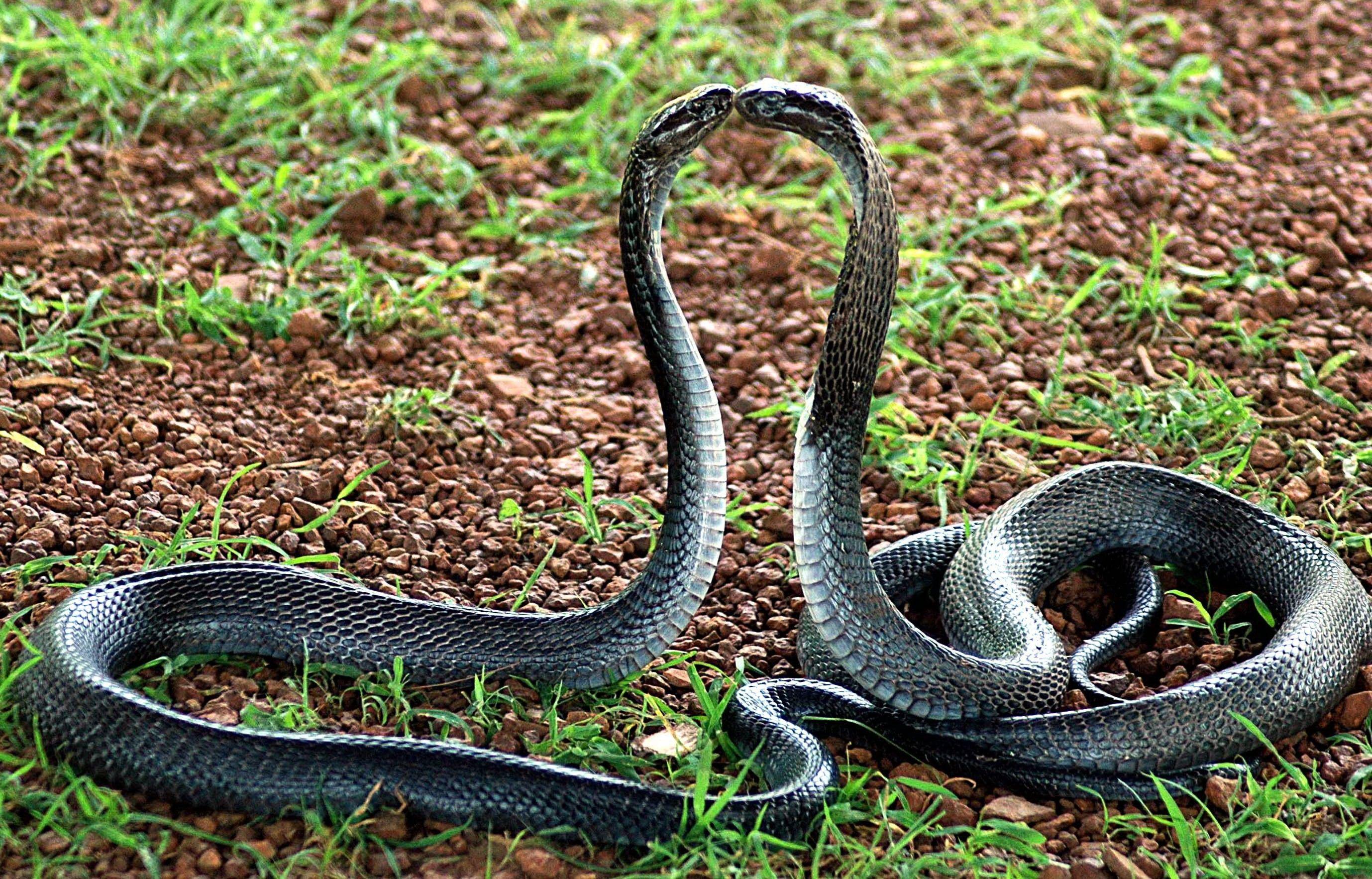 Indian King Cobra Snake Wallpaper