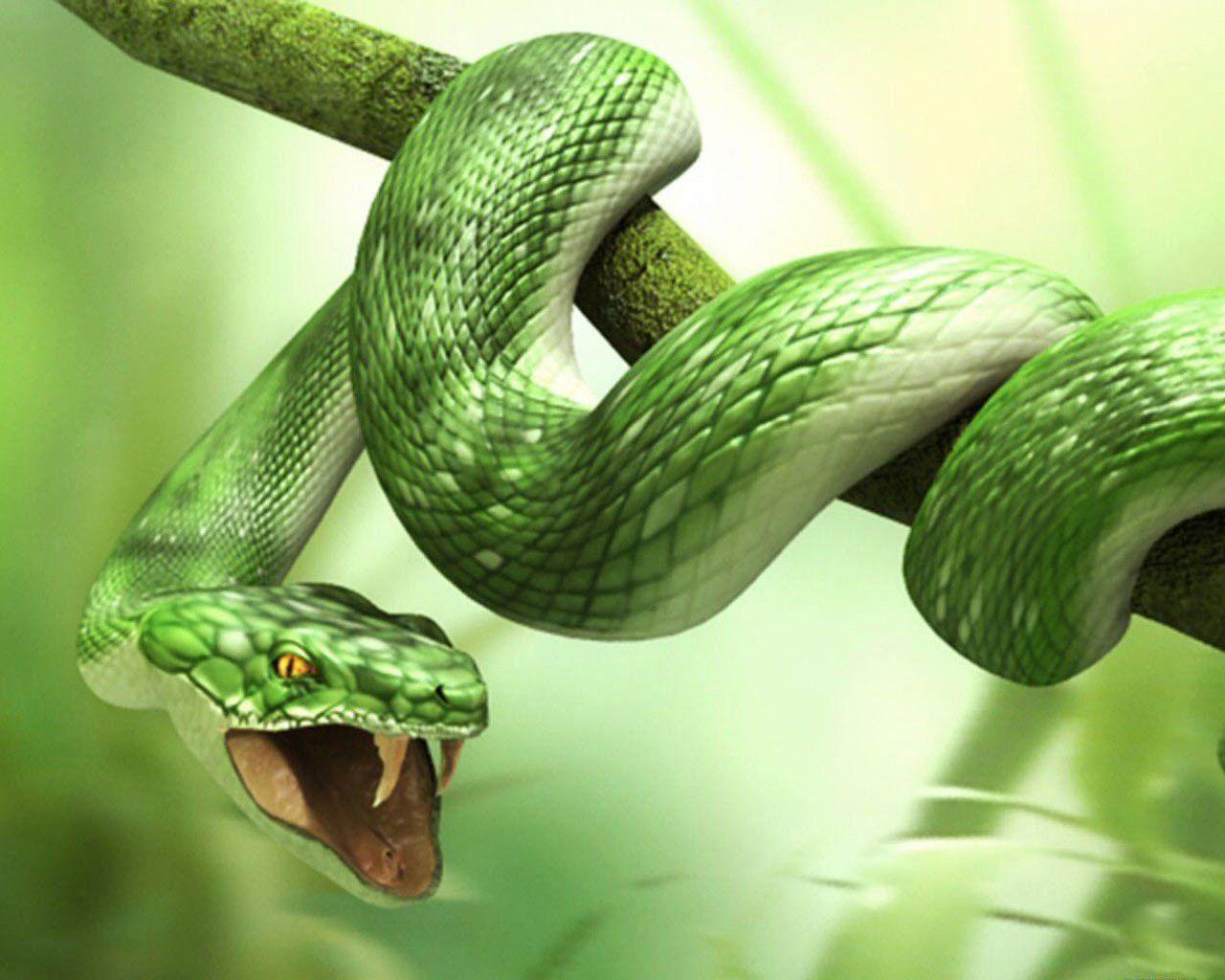 Snake HD Wallpaper Background Image Endearing