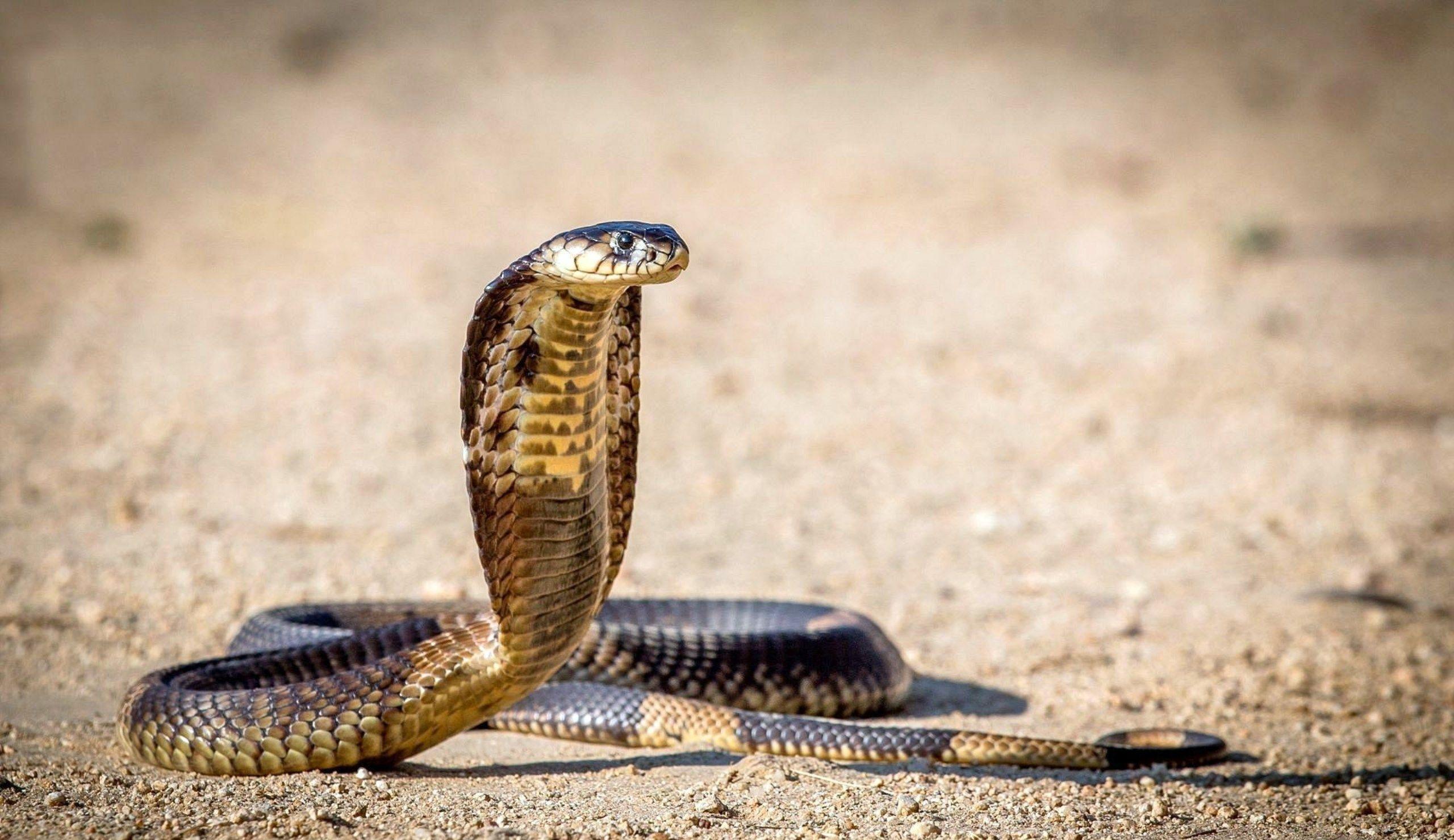 King Cobra Snake Wallpaper Animals And Background Remarkable