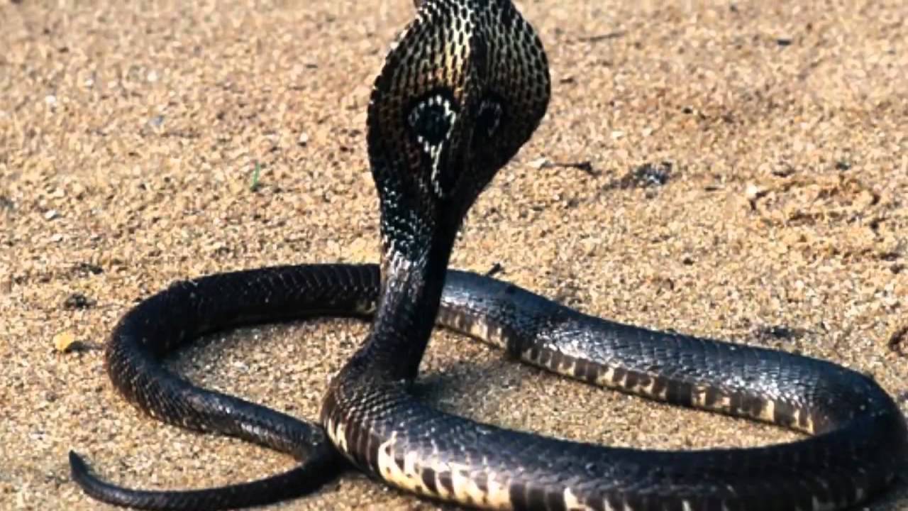 snakes king cobra