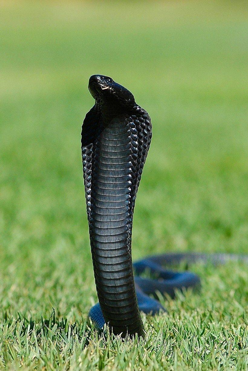 black cobra. Pinteres