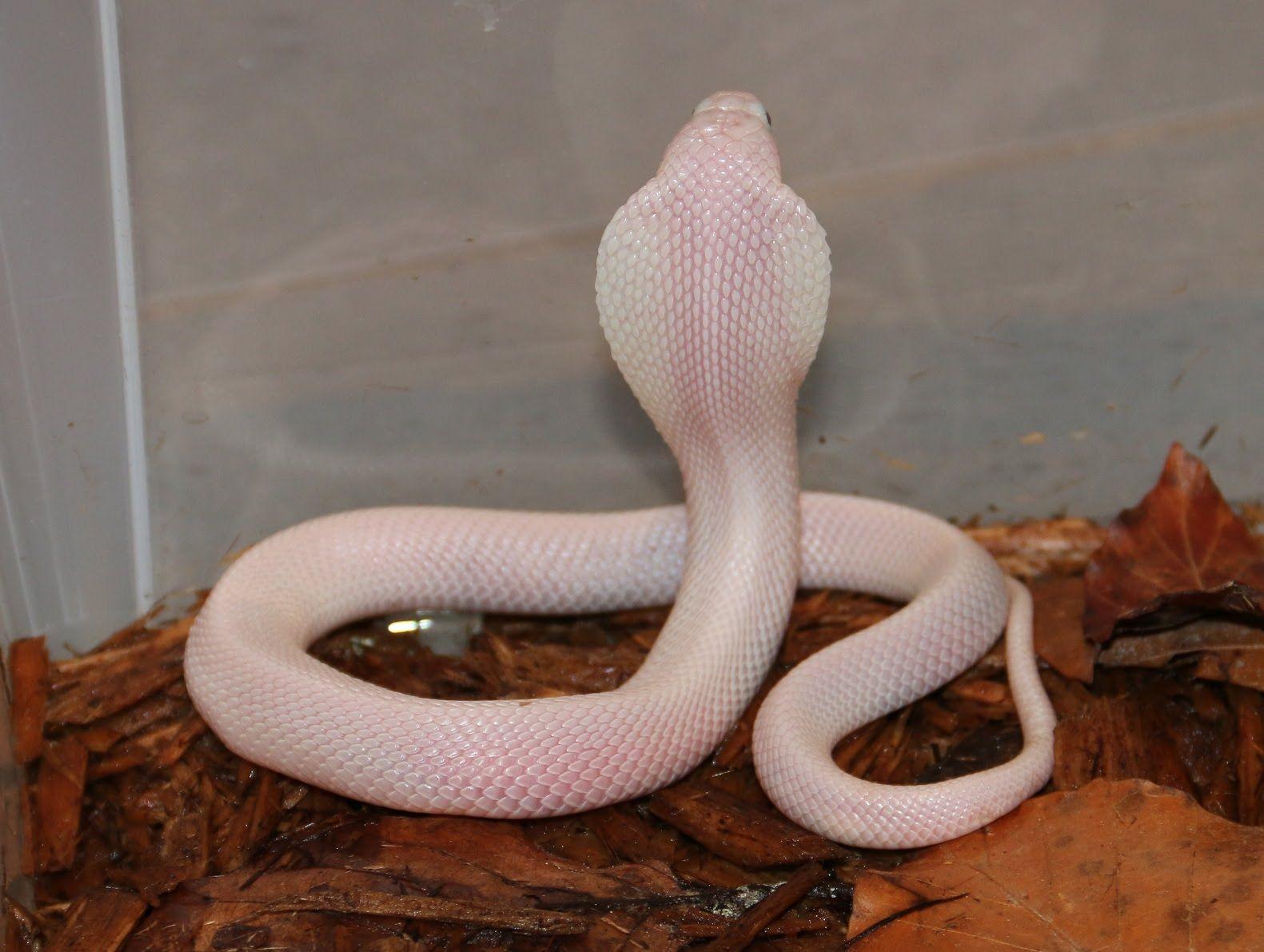 Змея альбинос Королевская Кобра