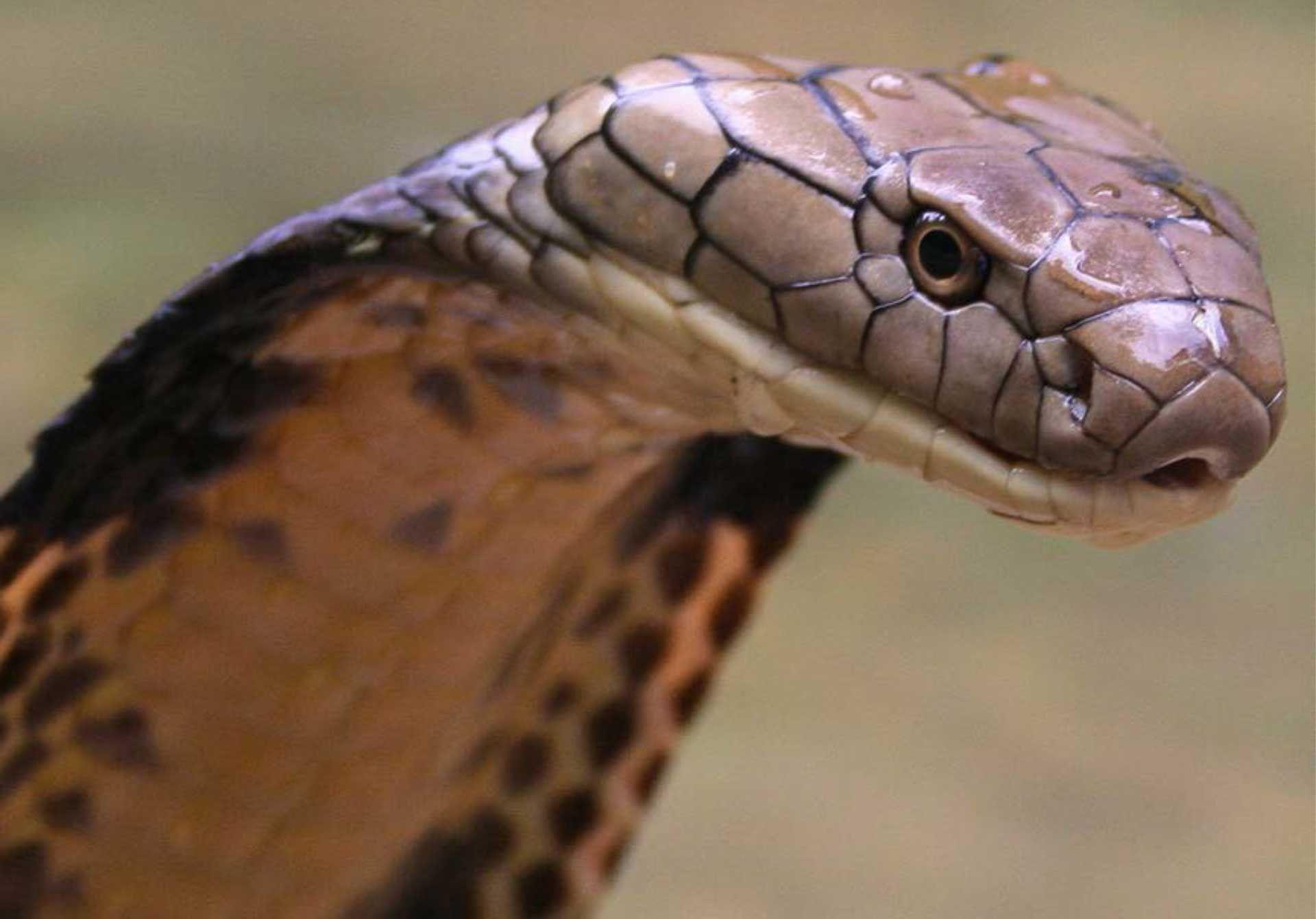 Slideshow: Secrets Of Snakes. Science AAAS. News. SNAKES