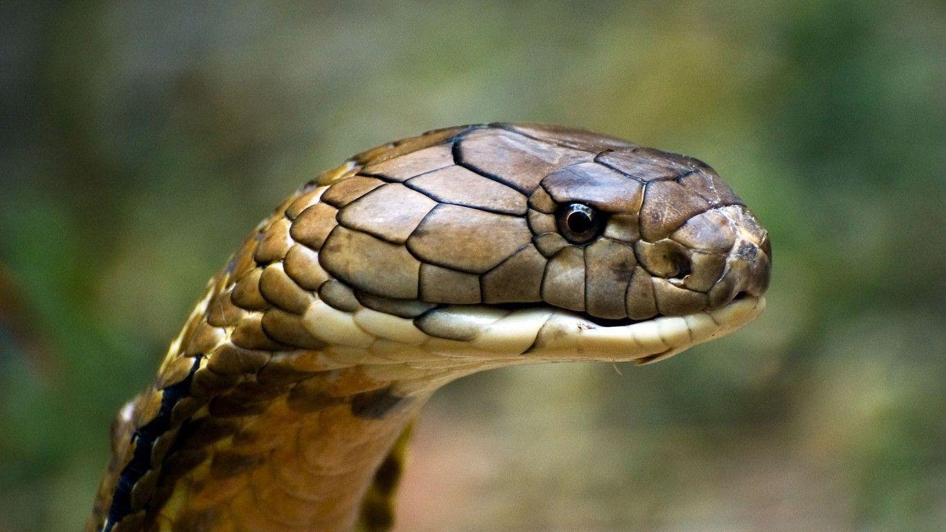 Desktop HD King Cobra Snake Photo