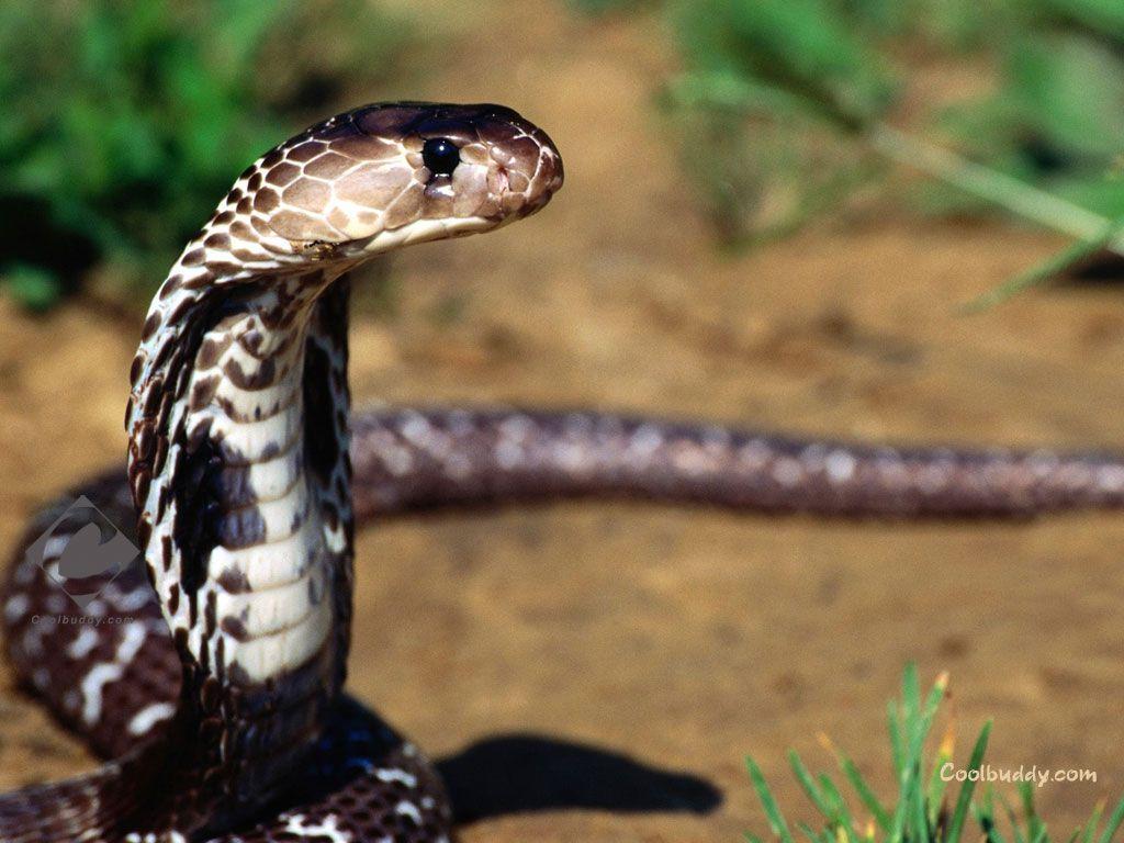 King Cobra Snake Cute and Docile