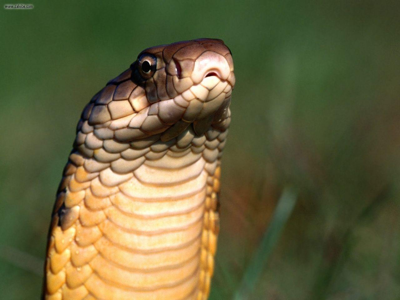 Snakes In The World: king cobra snake picture