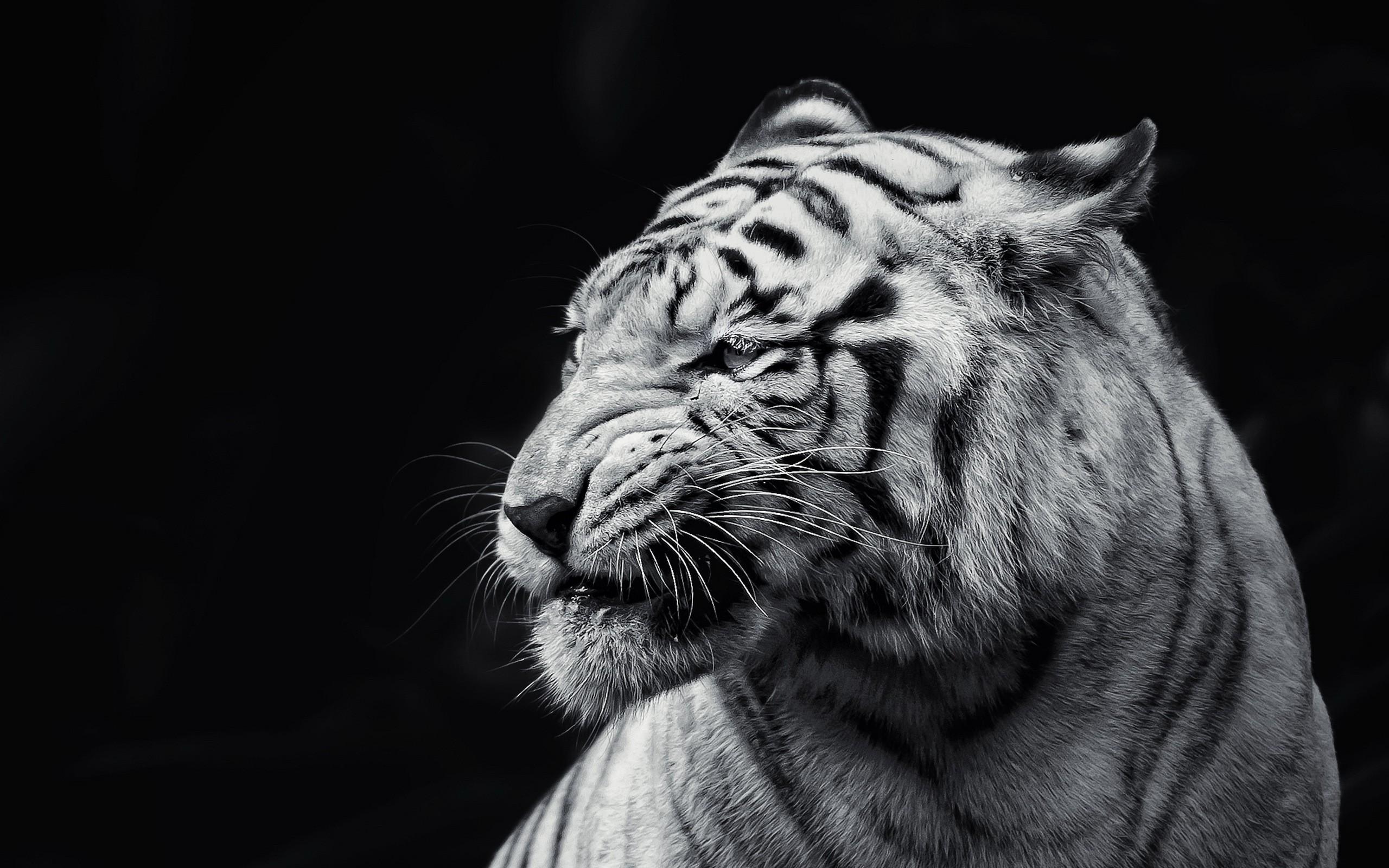 lion wallpaper black and white wallpaper HD lion black