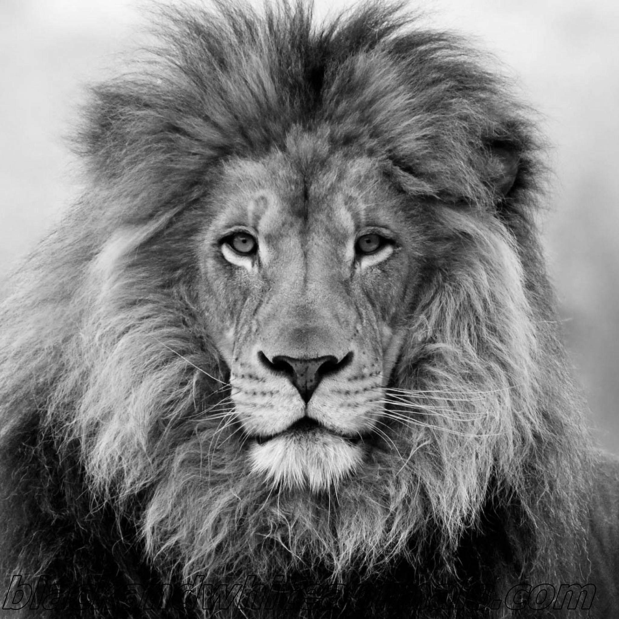 Lion Black And White Wallpaper HD
